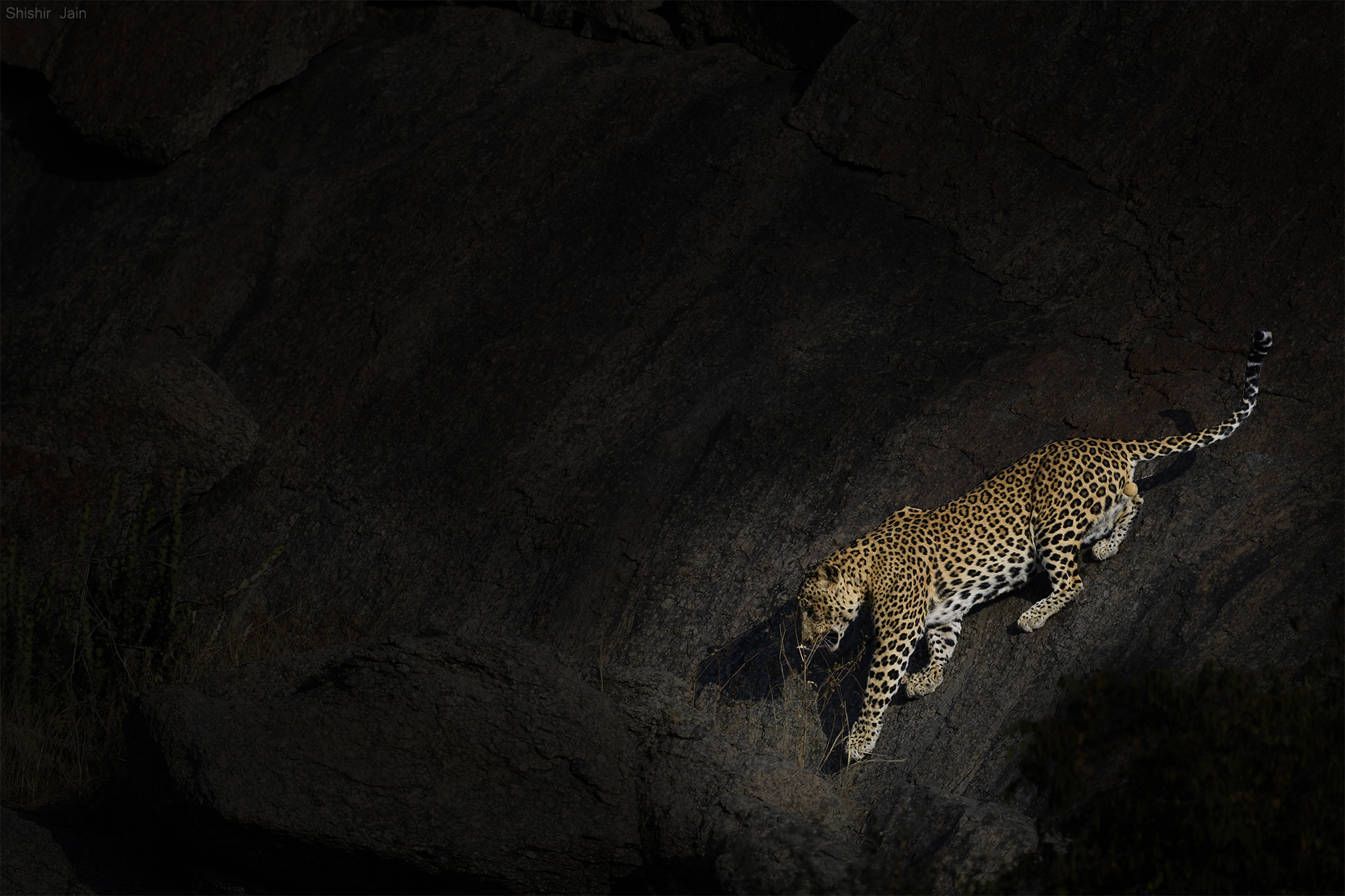 Night Prowler - Bera, Rajasthan, India