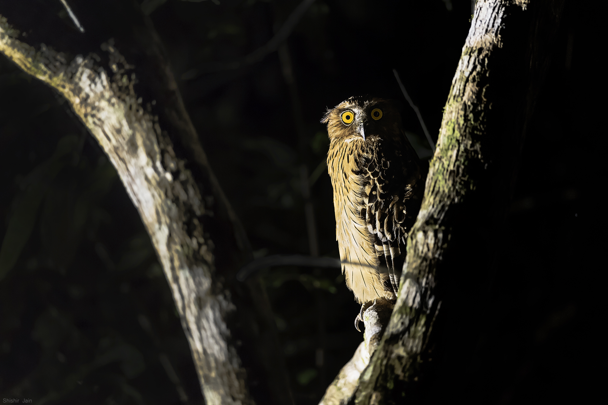 Buffy Fish Owl - Borneo