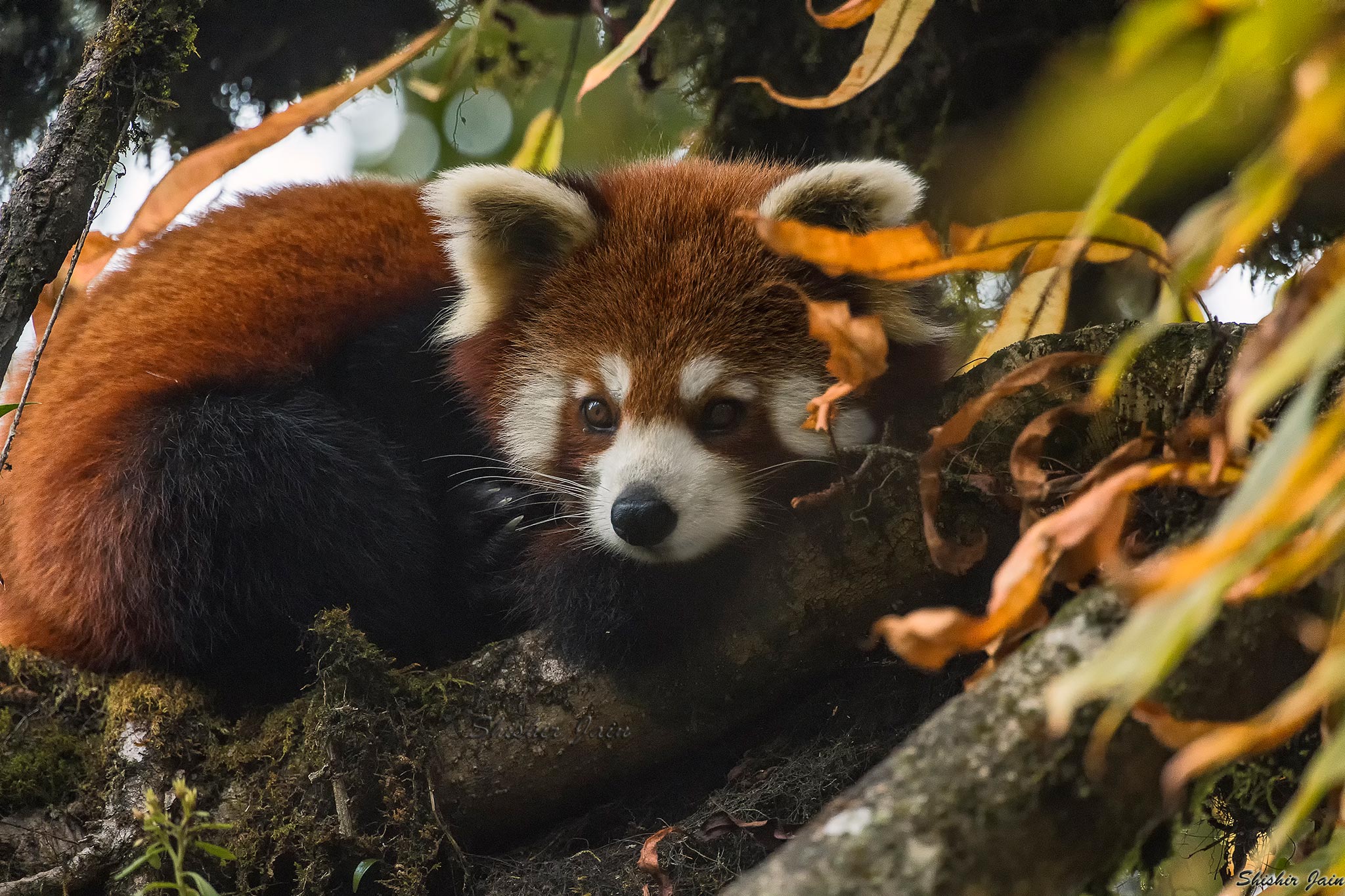 Red Furball -Red Panda, Singalila, India