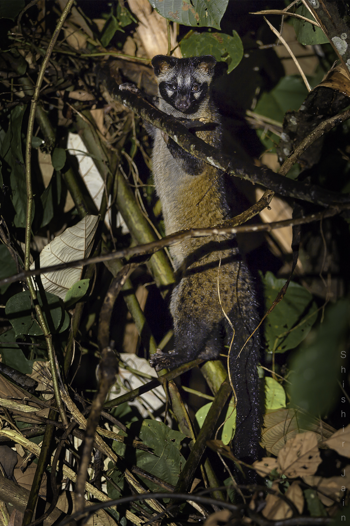 Island Palm Civet - Borneo