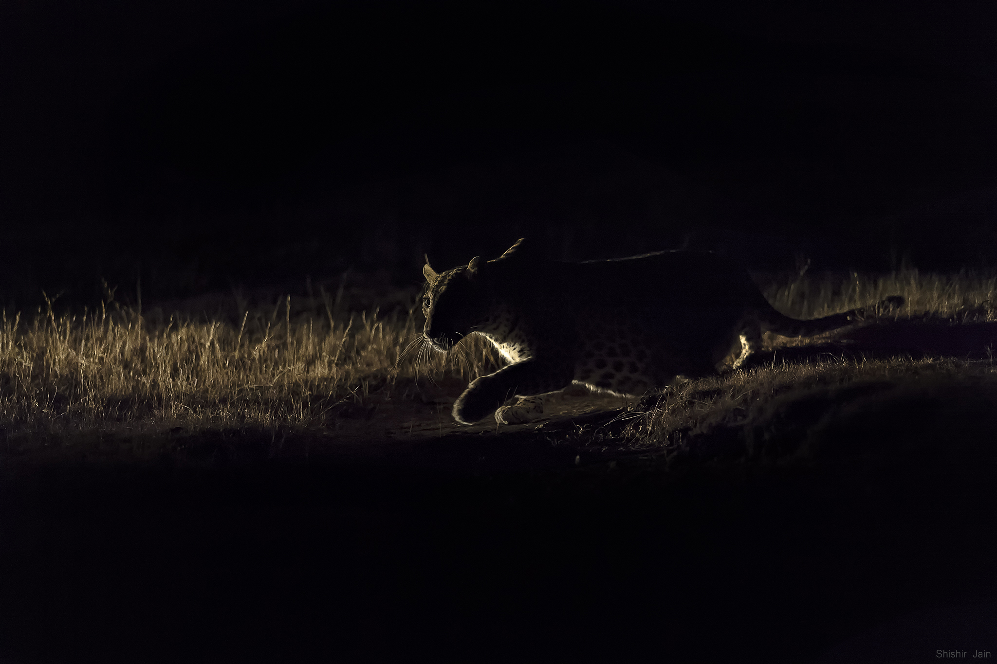 Crouching Leopard - Bera, Rajasthan, India