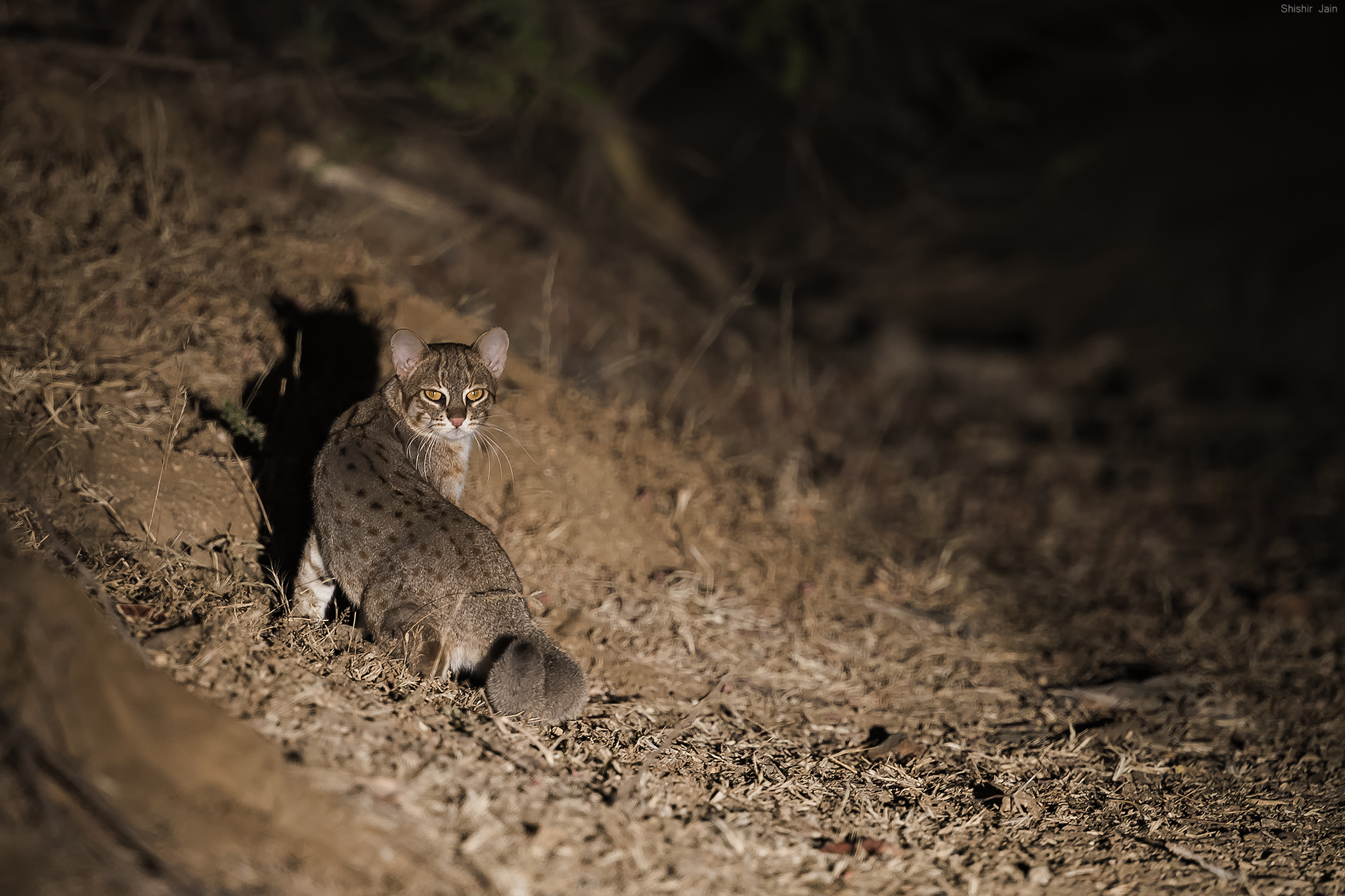 Rusty Spotted Cat - Bera, Rajasthan, India