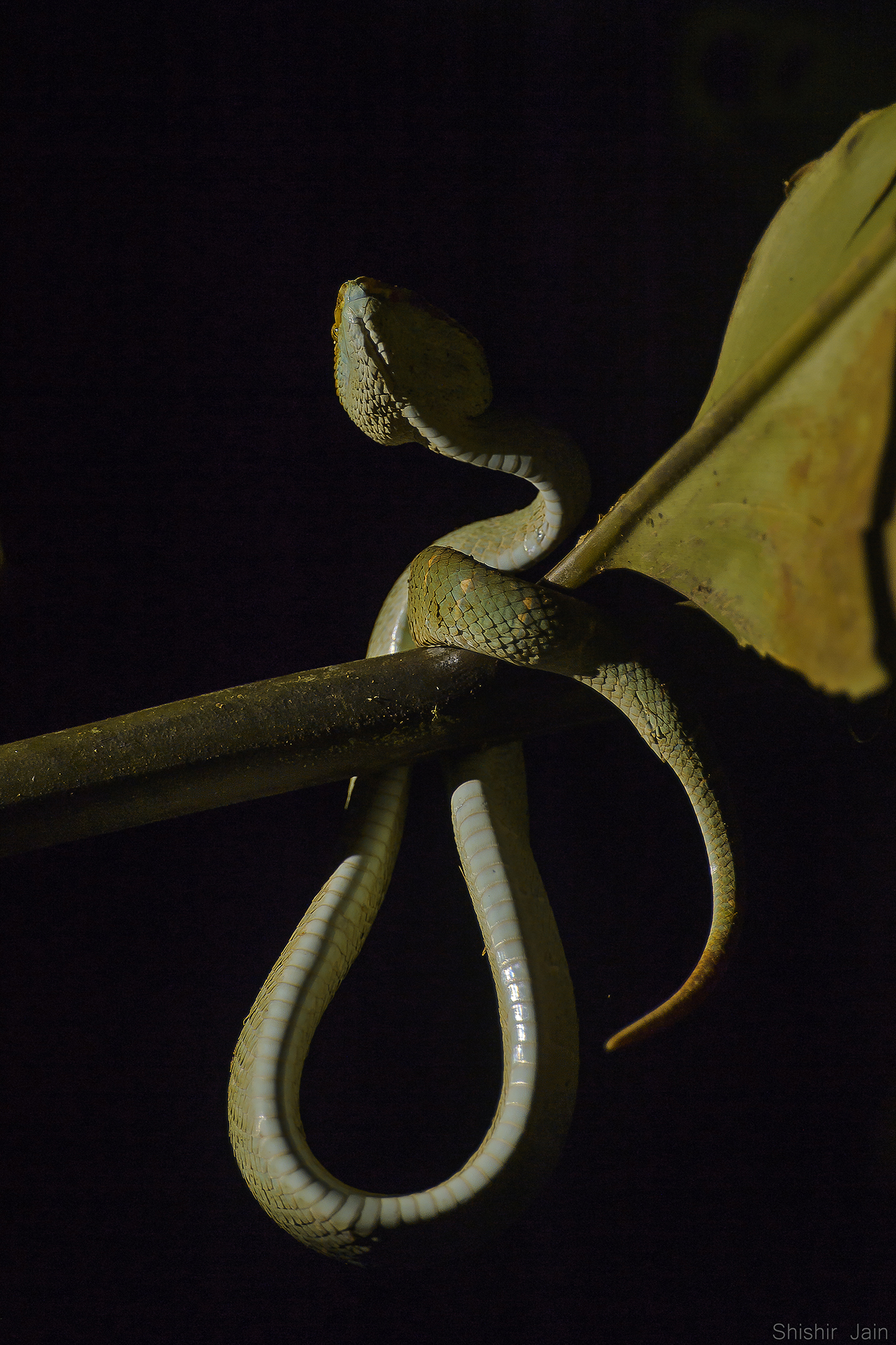 The Glowing Knot - Borneo