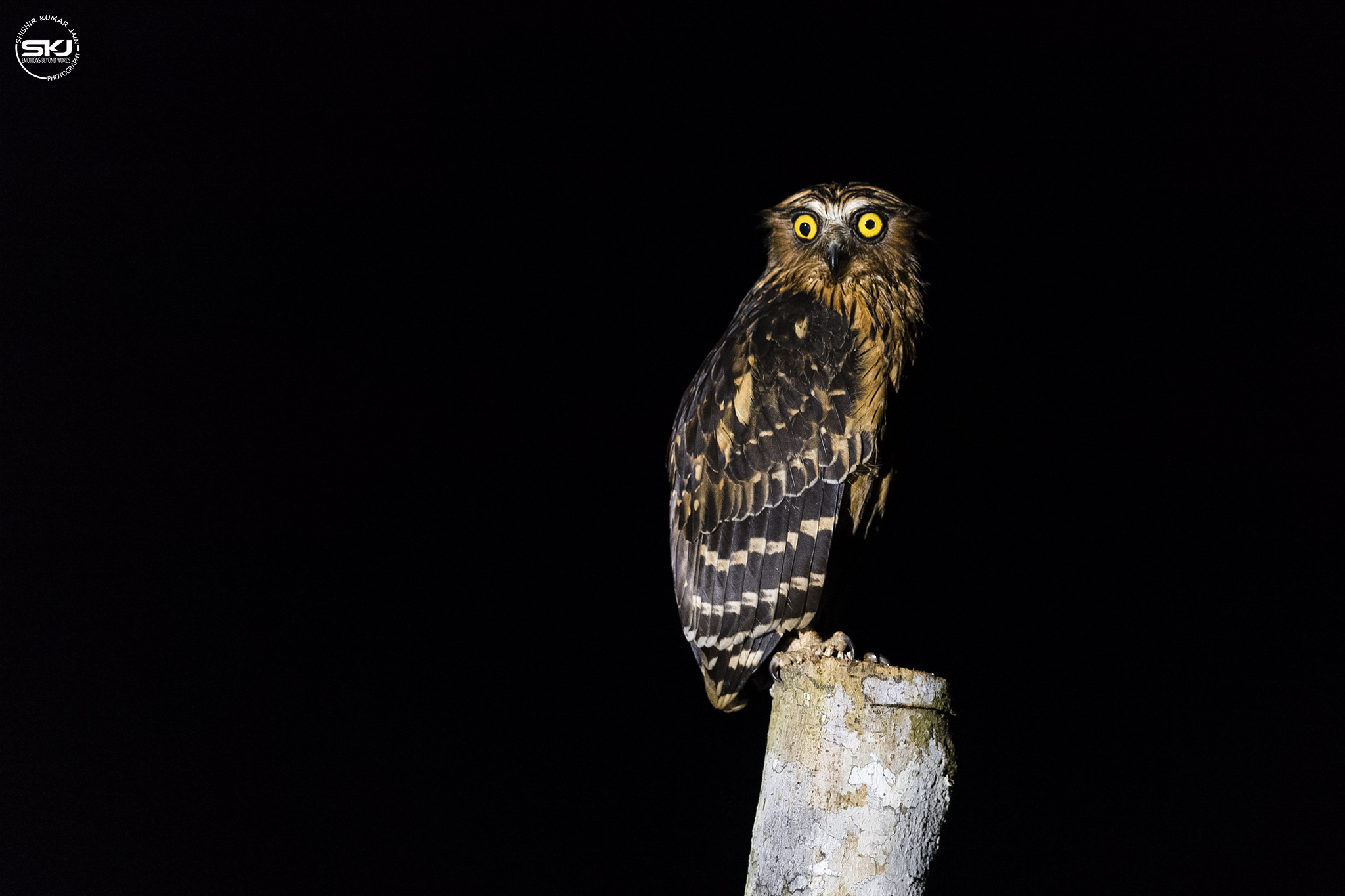 Dripping Iris – Buffy Fish Owl - Borneo