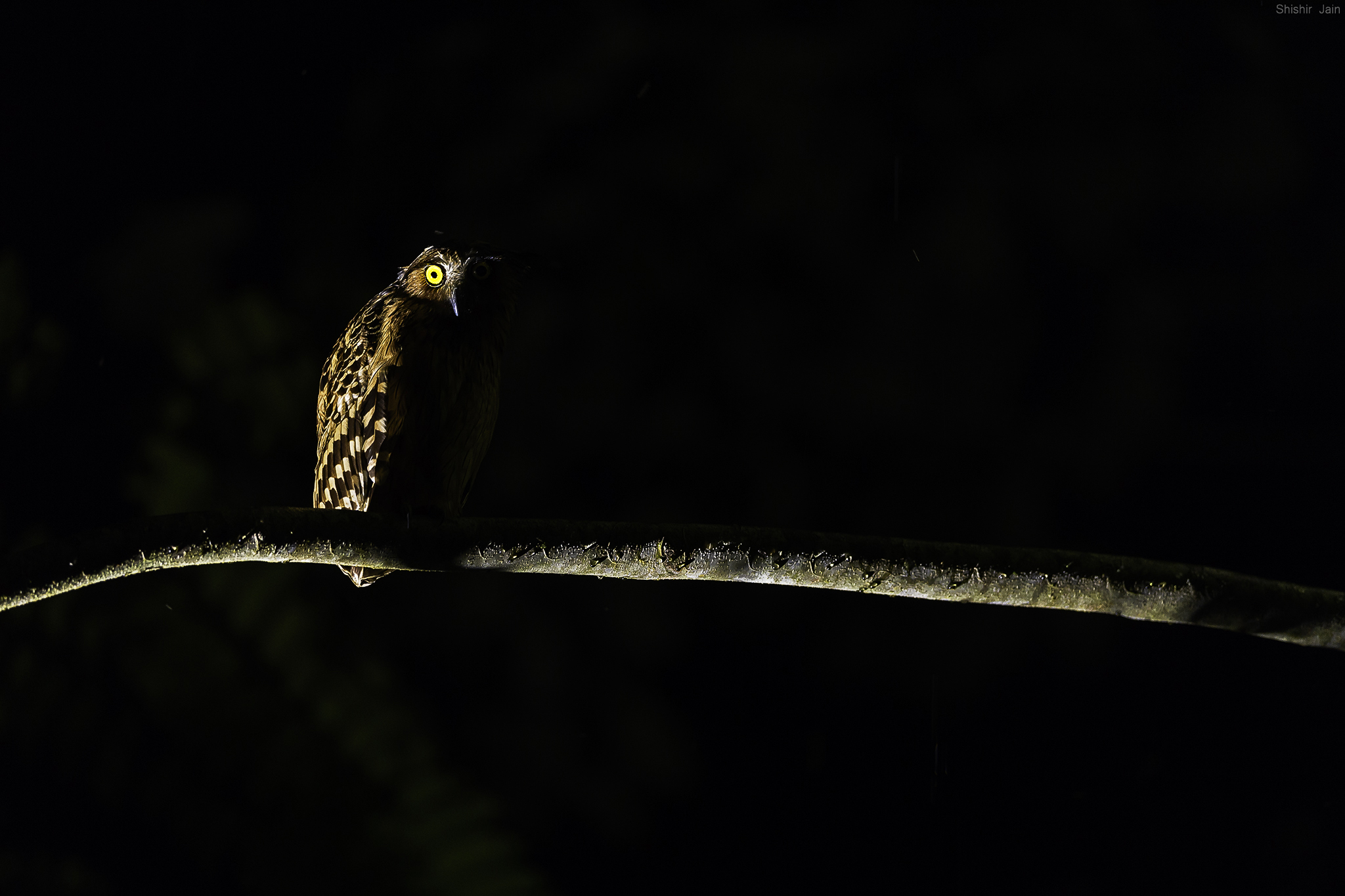 Glow in the Dark - Borneo