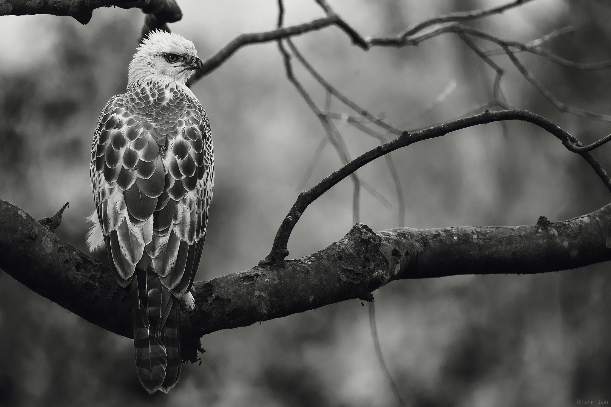 Changeable Hawk Eagle - Corbett, India