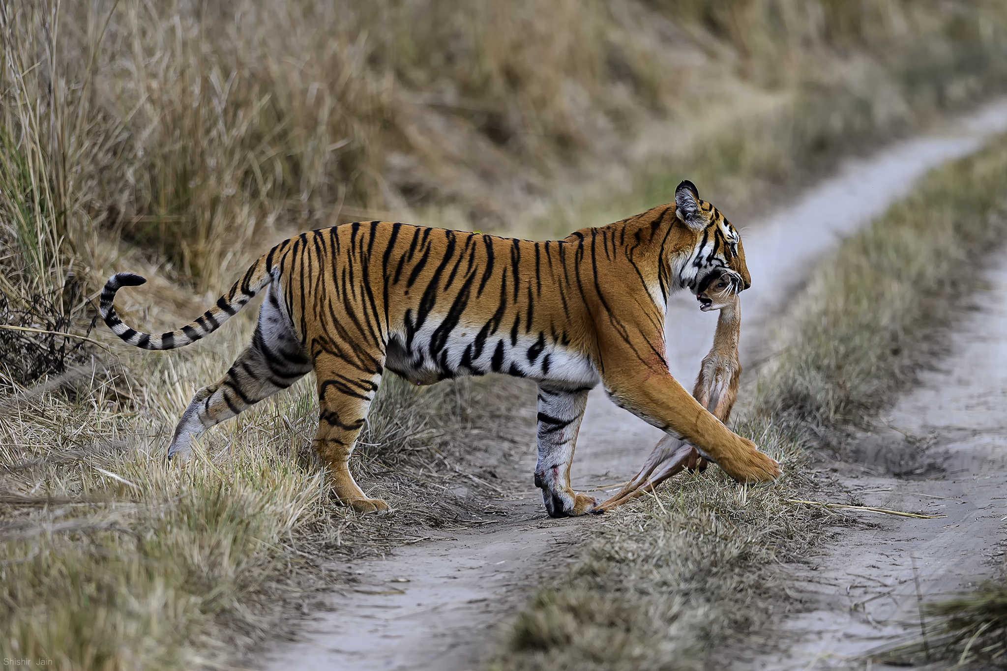 The Hunt - Tiger, Corbett, India