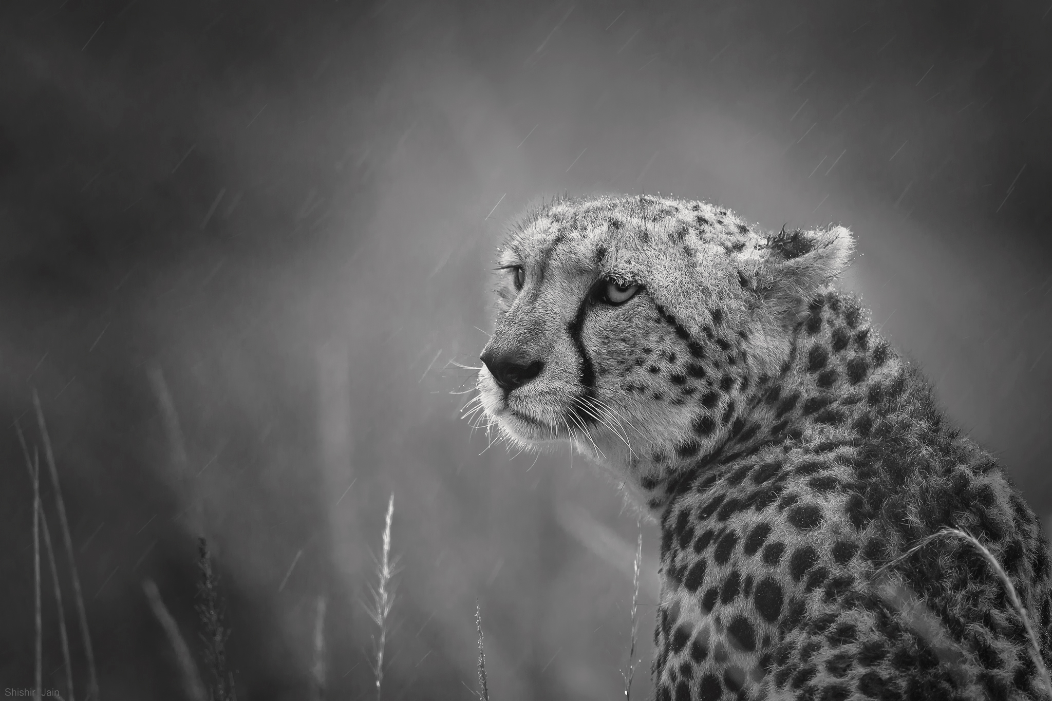 Drenched Cheetah - Kenya