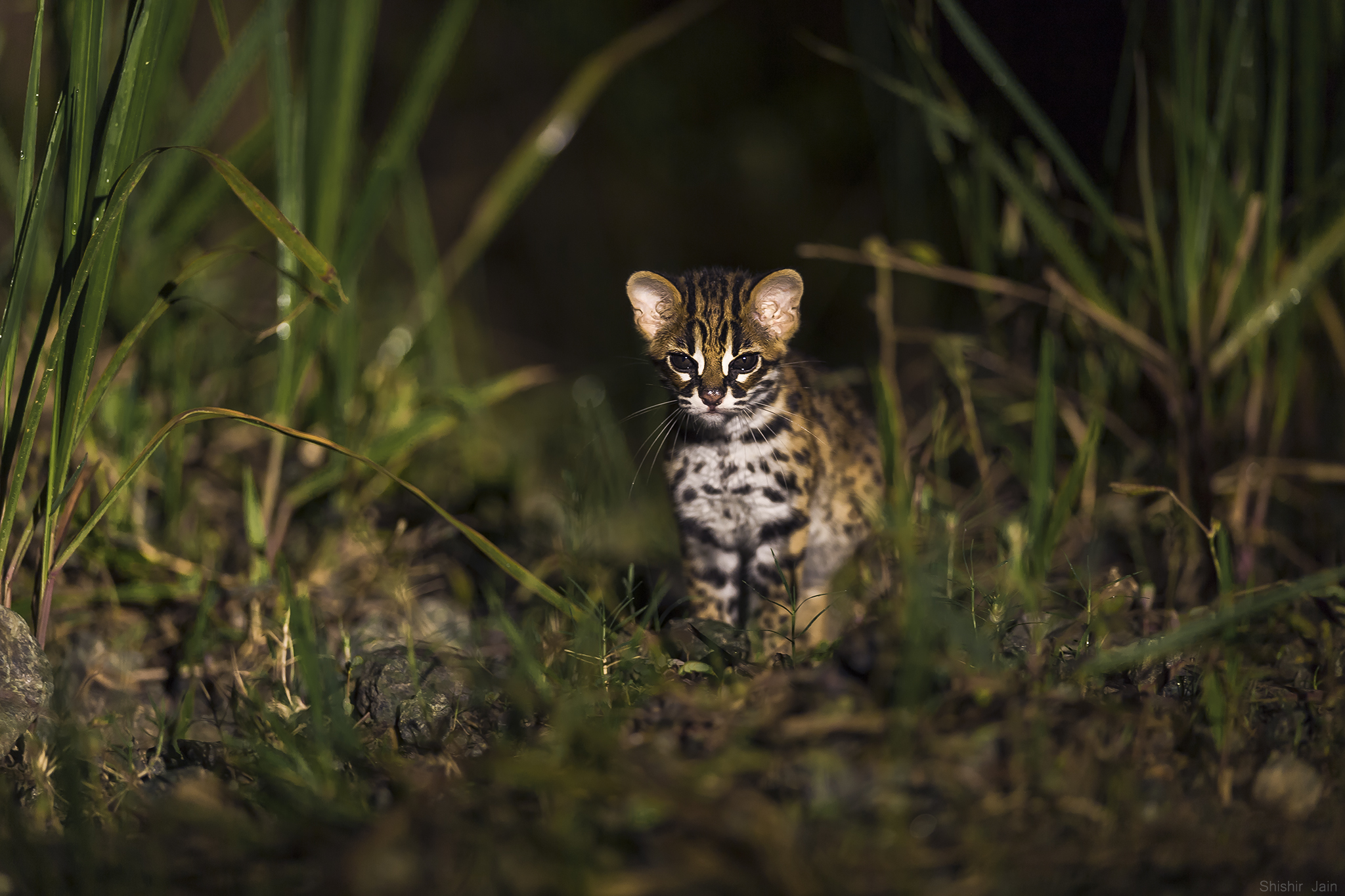 The Young One – Leopard Cat - Borneo