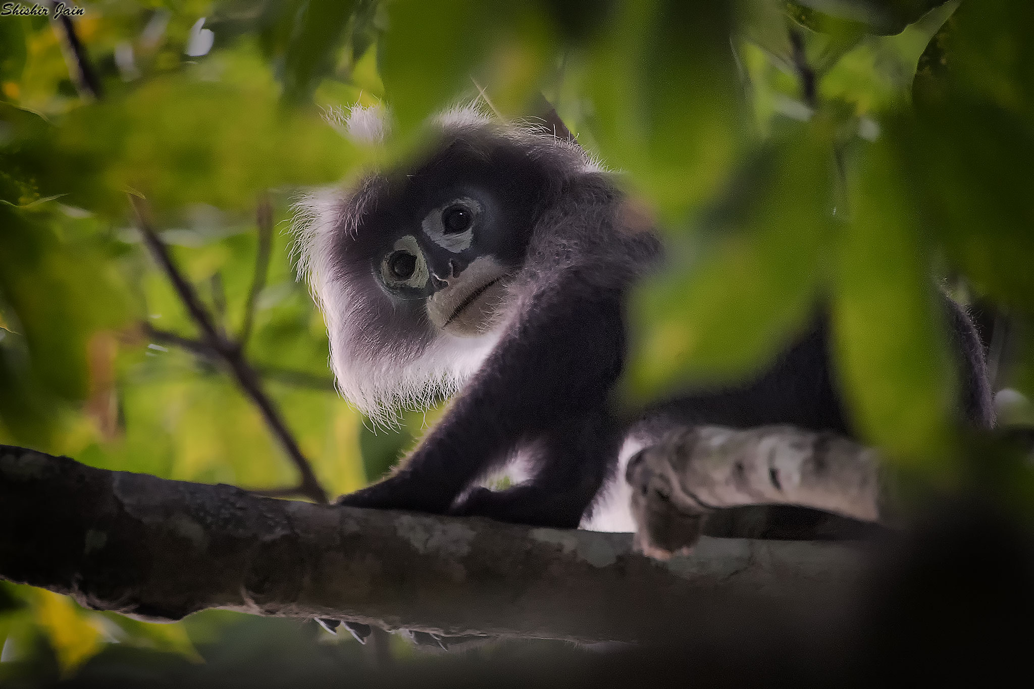 Phayre's Leaf Monkey - Tripura, India