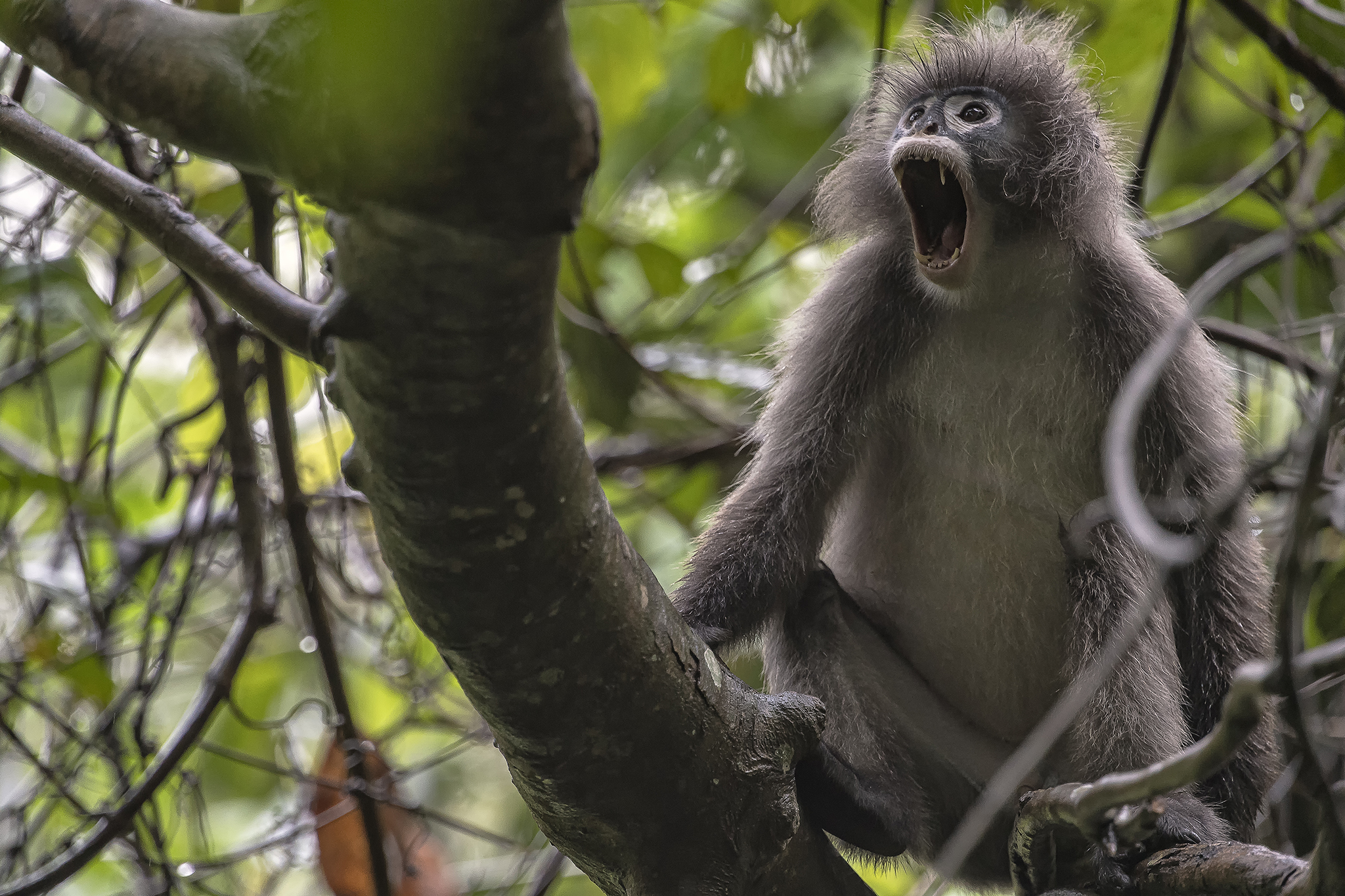 The Inaudible Scream, Phayre's leaf Monkey, Tripura, India