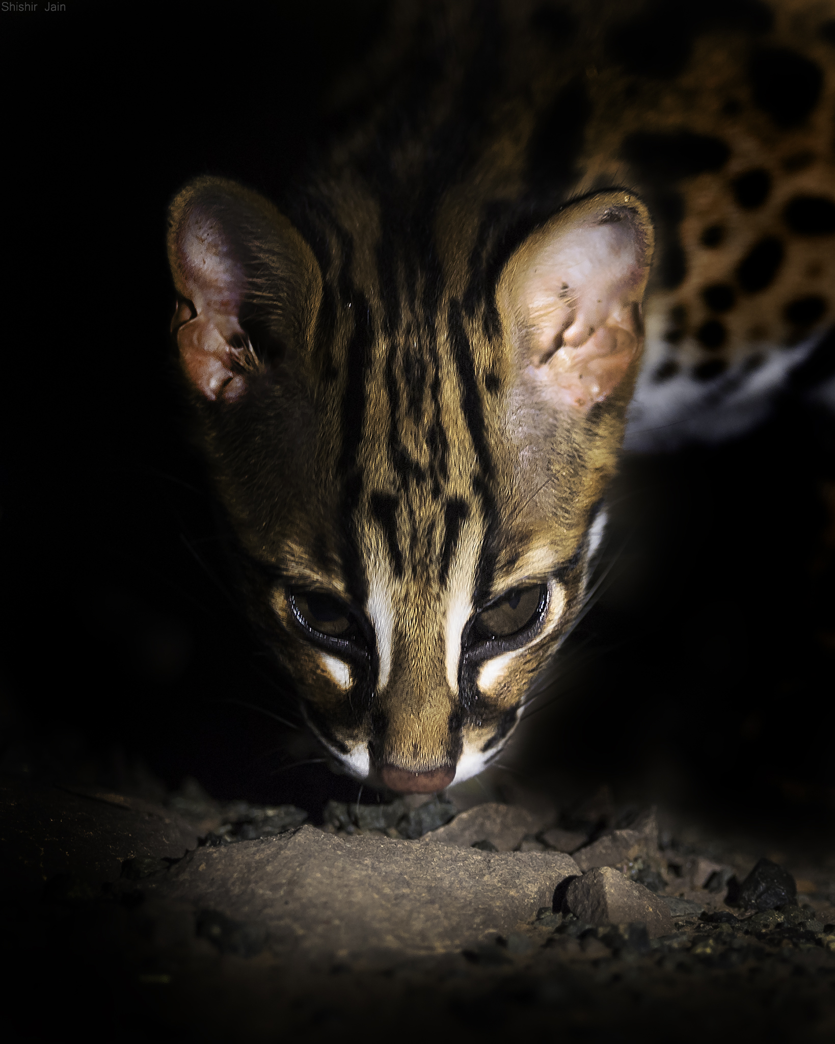 Spot Light – Leopard Cat - Borneo