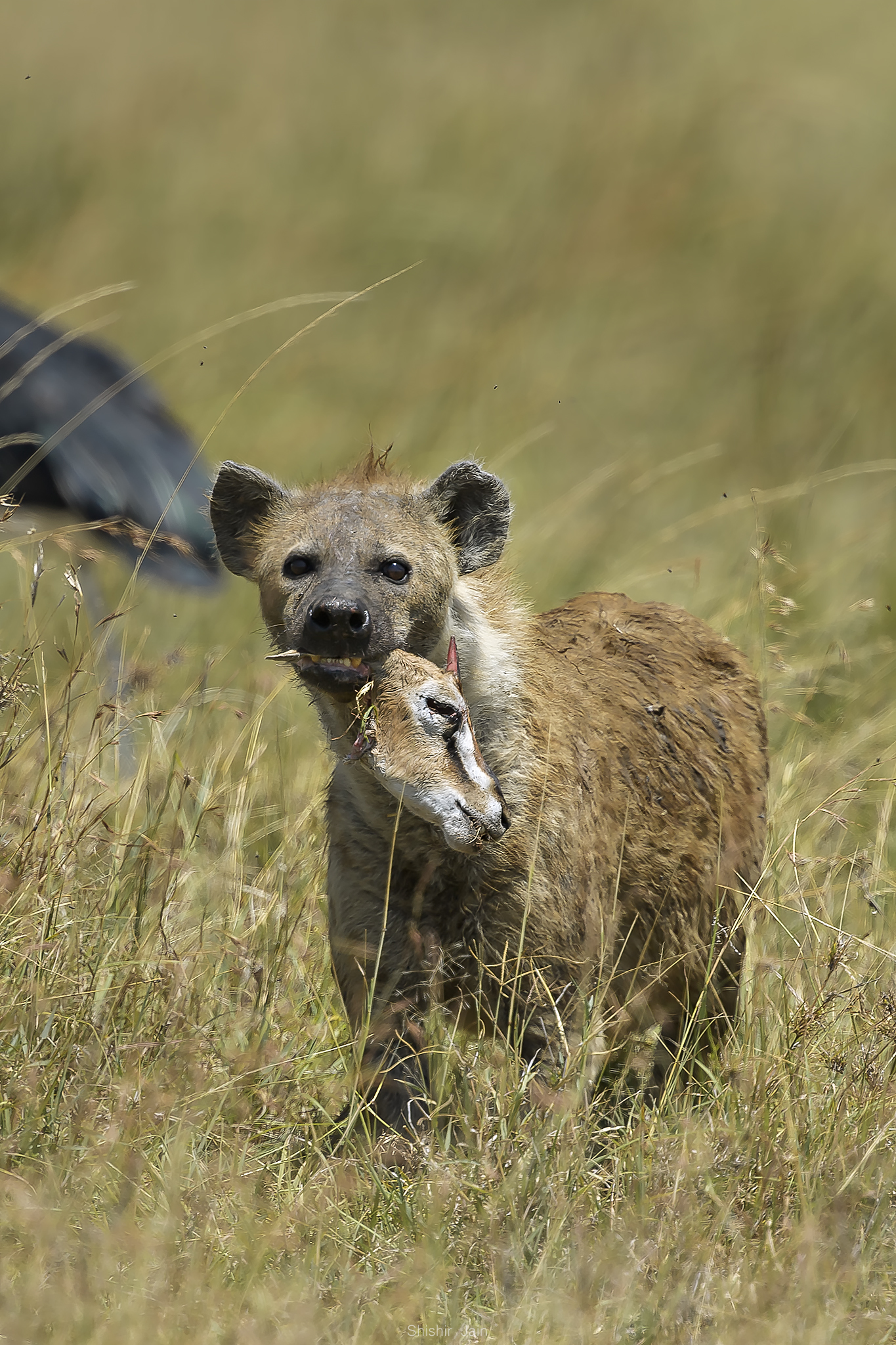 The Ultimate Scavenger - Hyena, Kenya