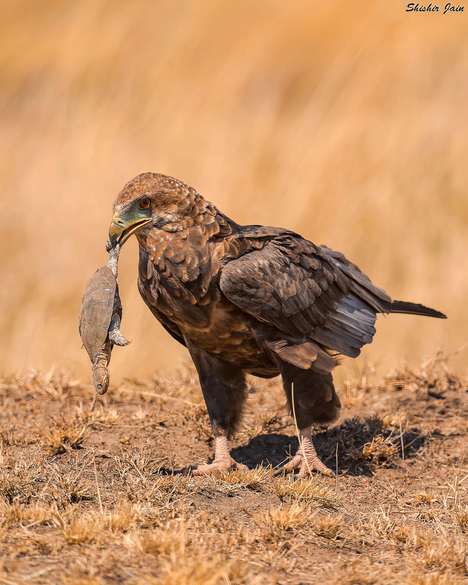 Bateleur Eagle with Turtle kill, Kenya