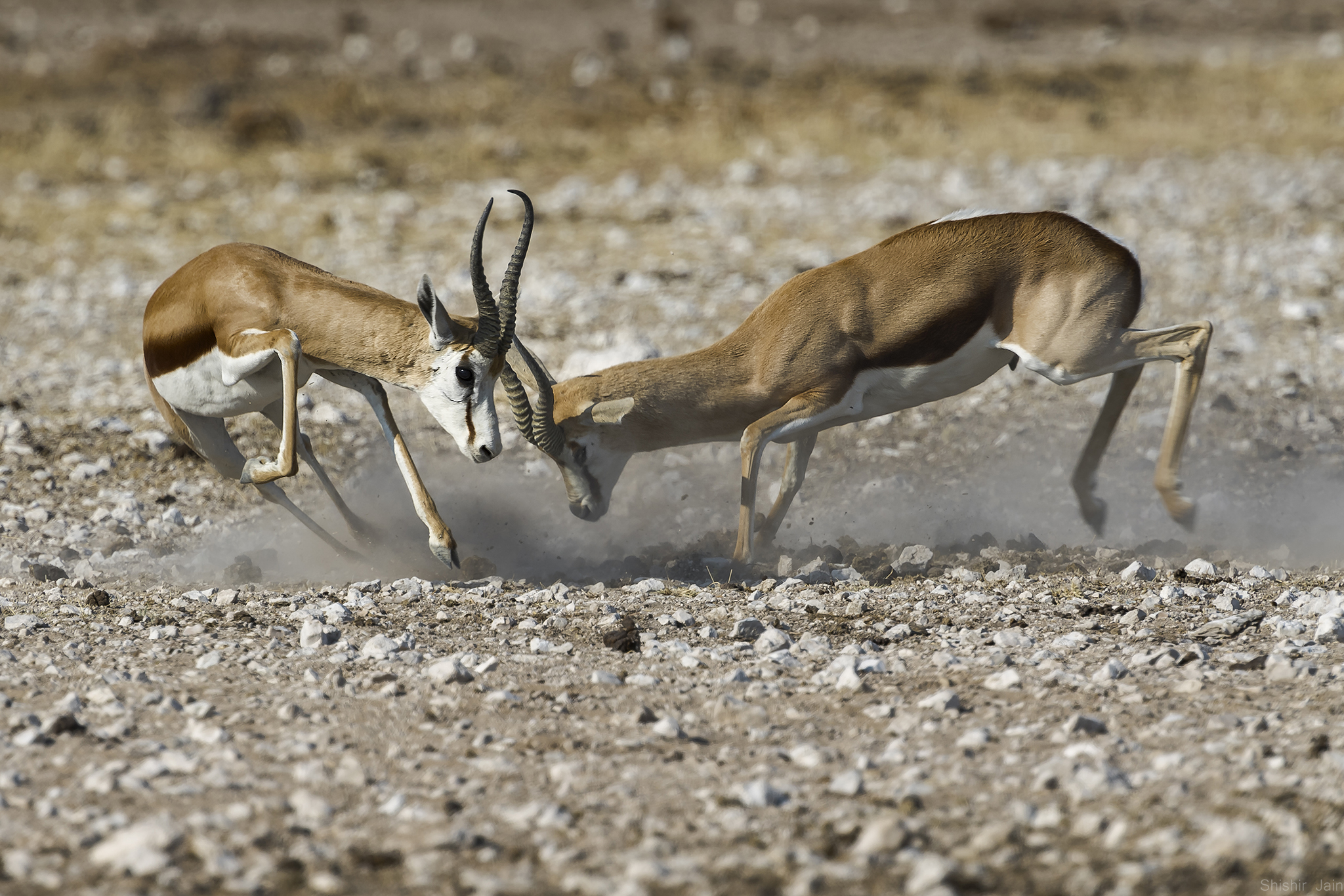 Clash of the Titans - Springbok, Namibia