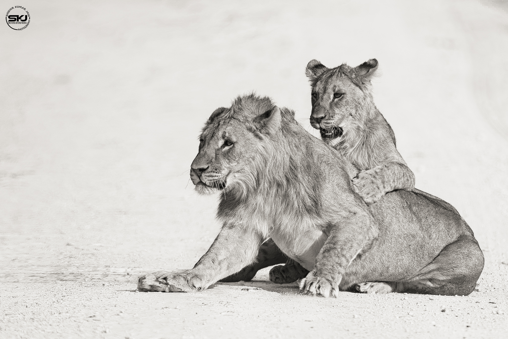 Let’s Ride - Lion, Namibia