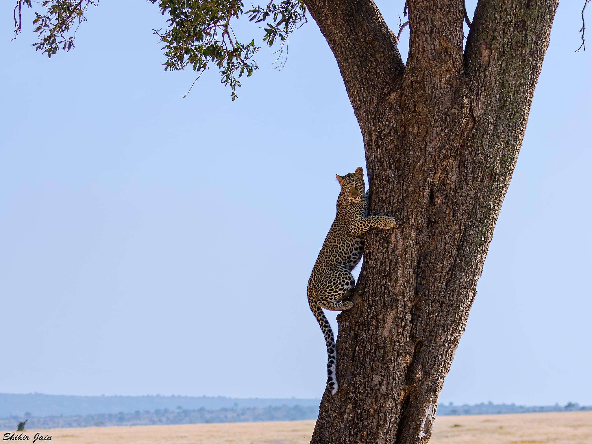 Tree Climber - Leopard, Kenya