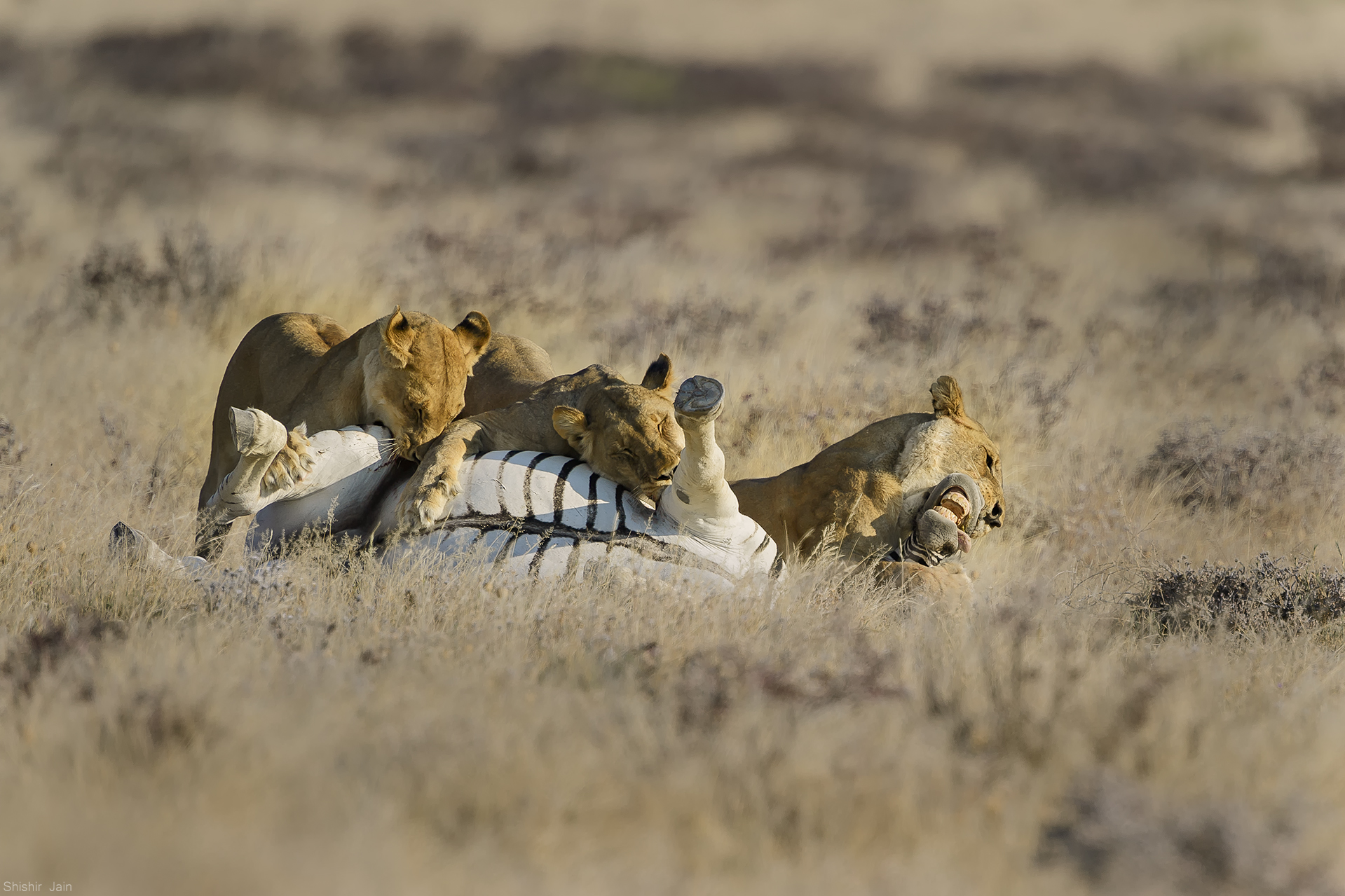 The Take Down - Lion Pride, Namibia