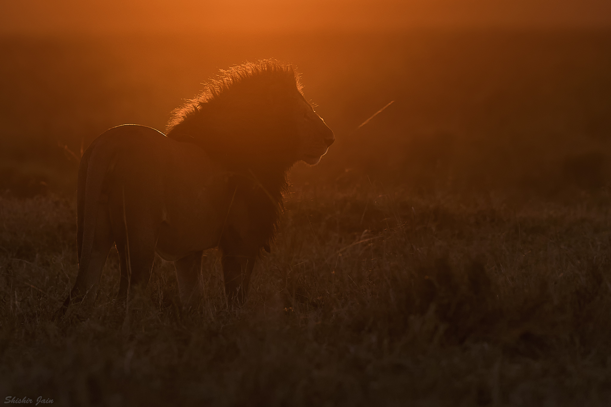 Mara Magic – Lion, Kenya