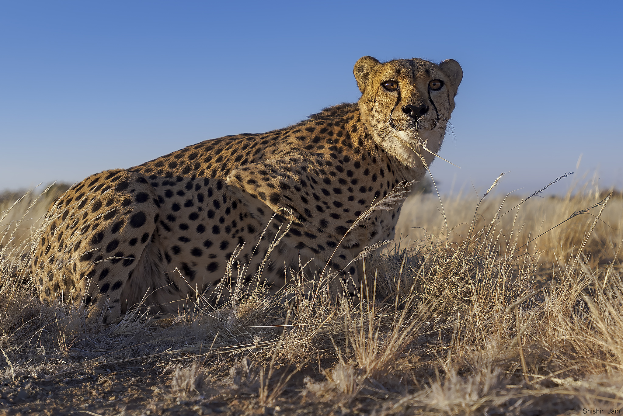 Cheetah Upclose - Namibia