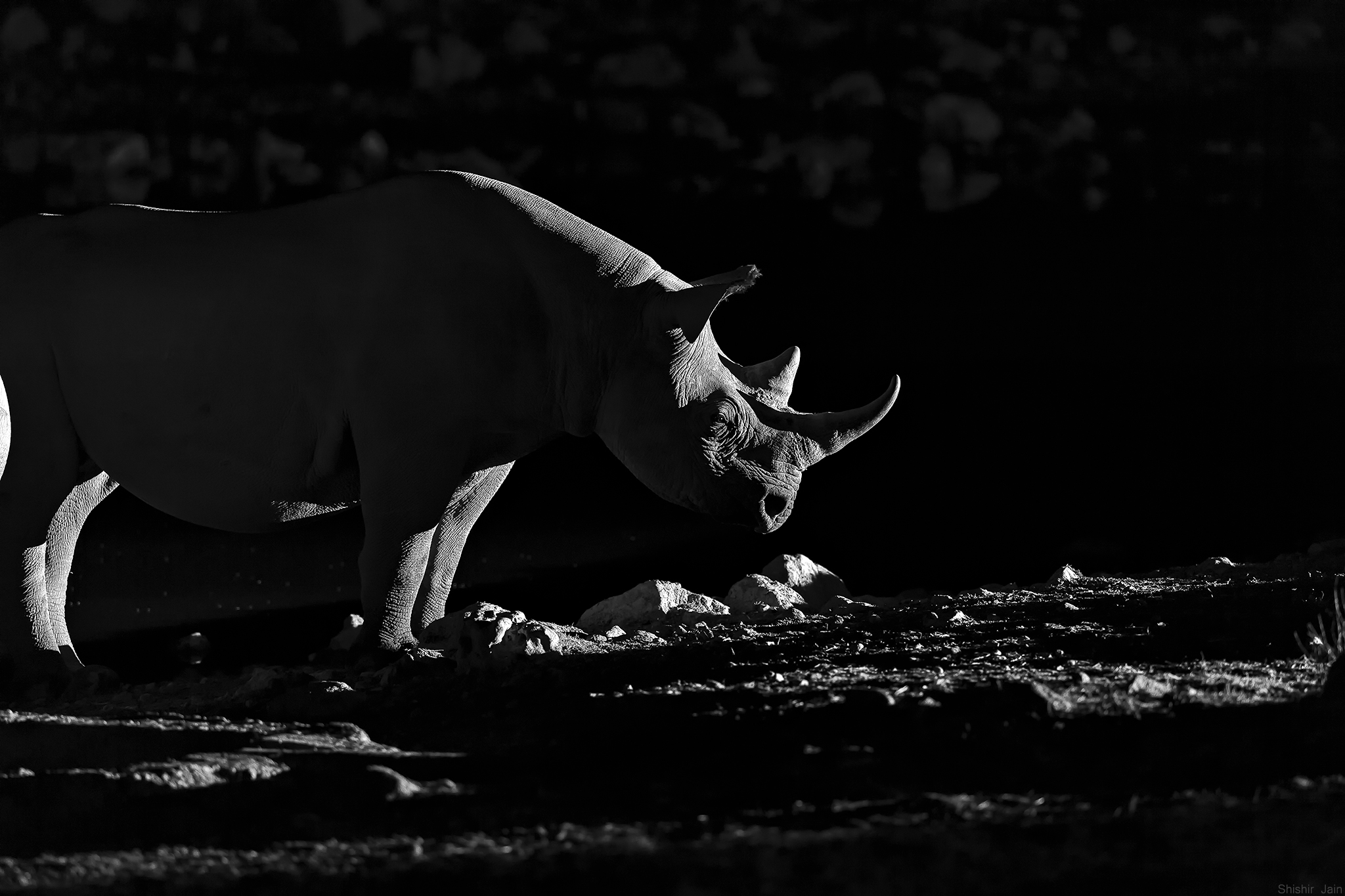 Black Rhino - Namibia