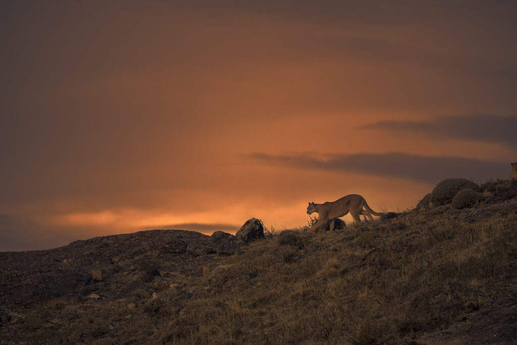 Evening Walk – Puma, Patagonia, Chile