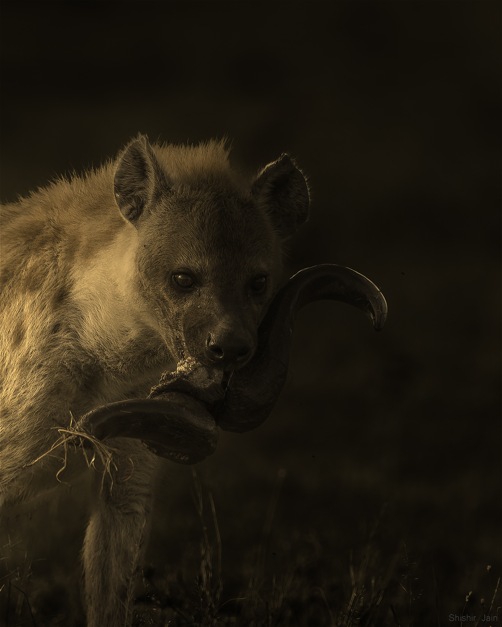 The Bone Crusher - Hyena, Kenya