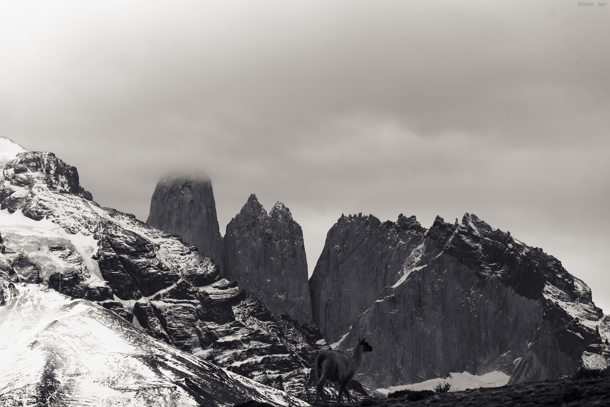 Guanaco - Patagonia, Chile