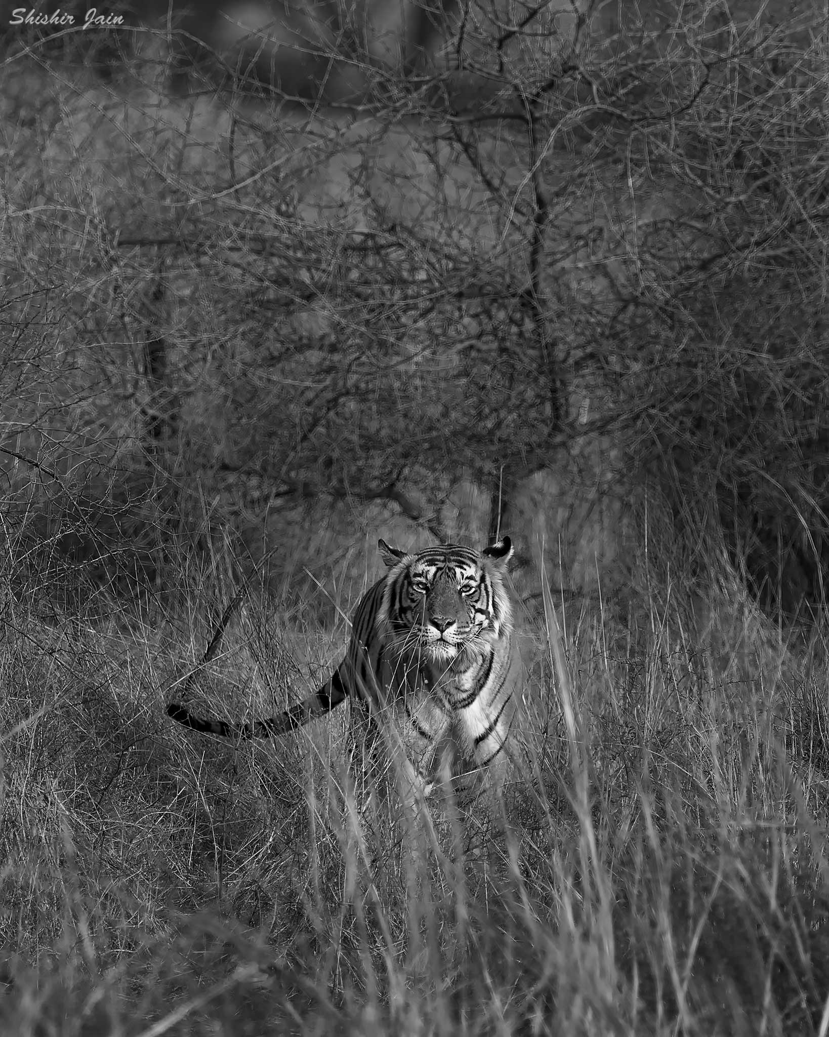 Tiger - Ranthambore, India