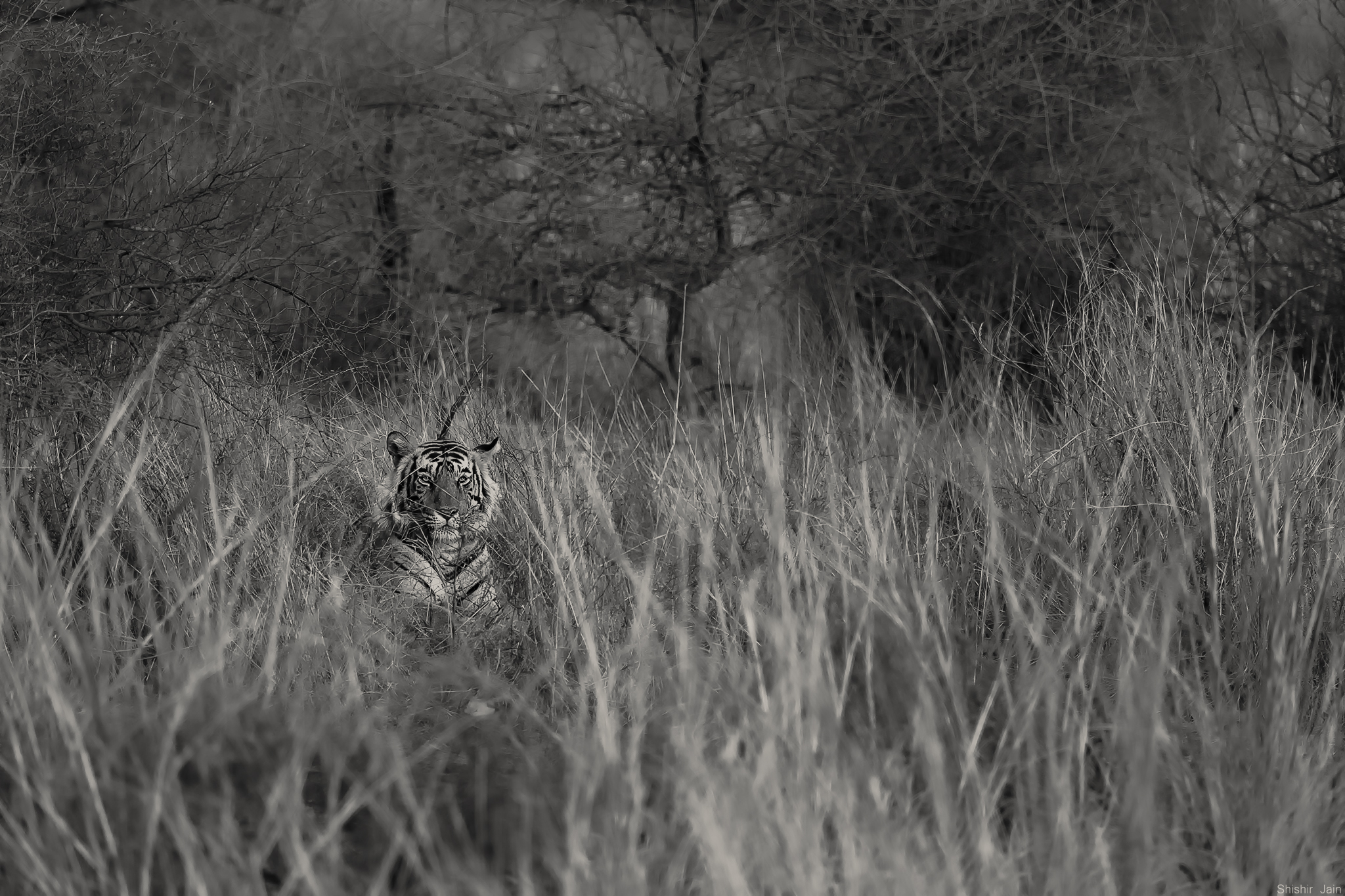 Tiger in Grass - Ranthambore, India