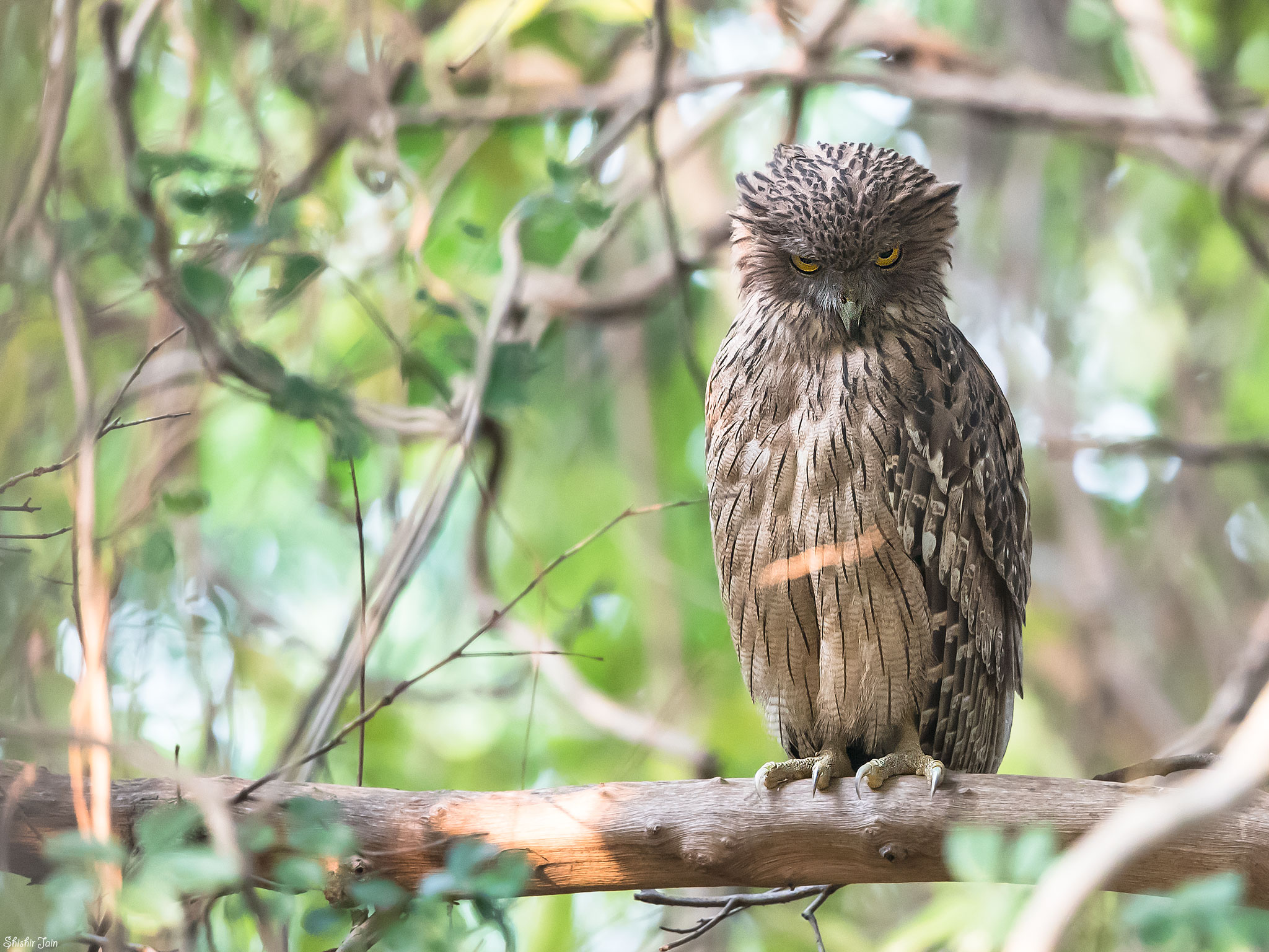 People’s Eyebrow - Tadoba, India