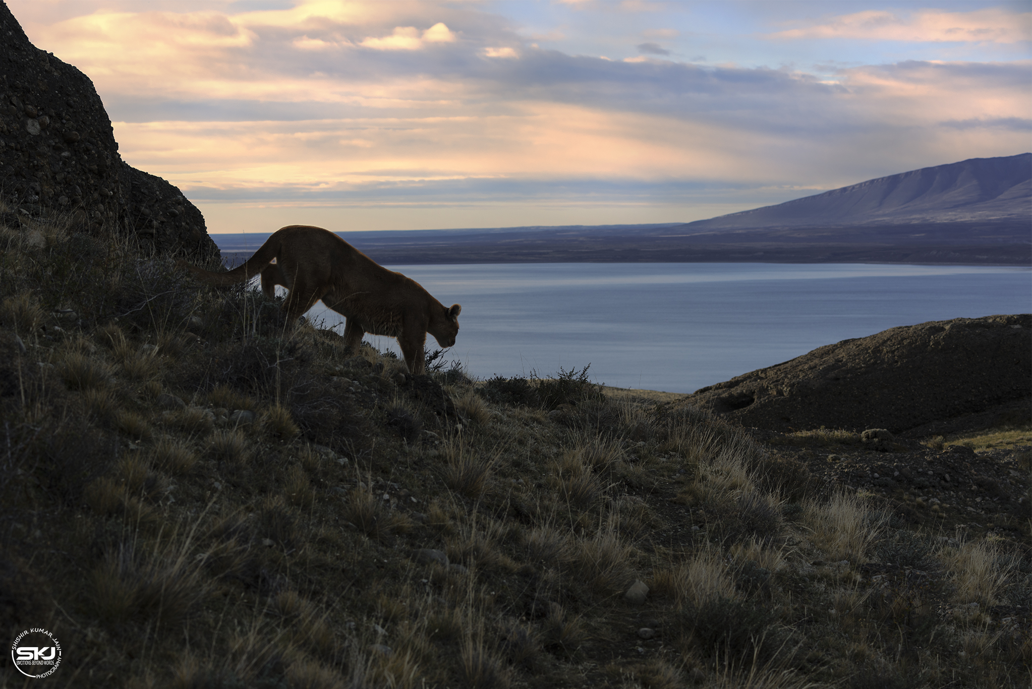 The Evening Routine – Puma, Patagonia, Chile