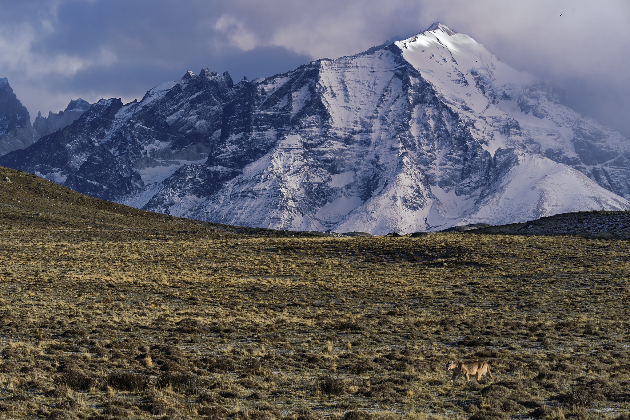 The King of Patagonian Steppe - Puma, Patagonia, Chile