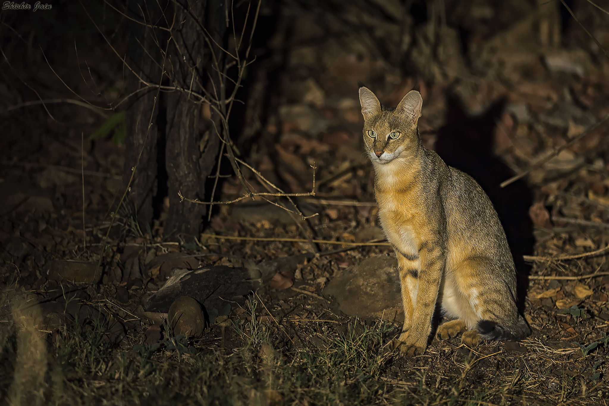 Jungle Cat - Satpura, India