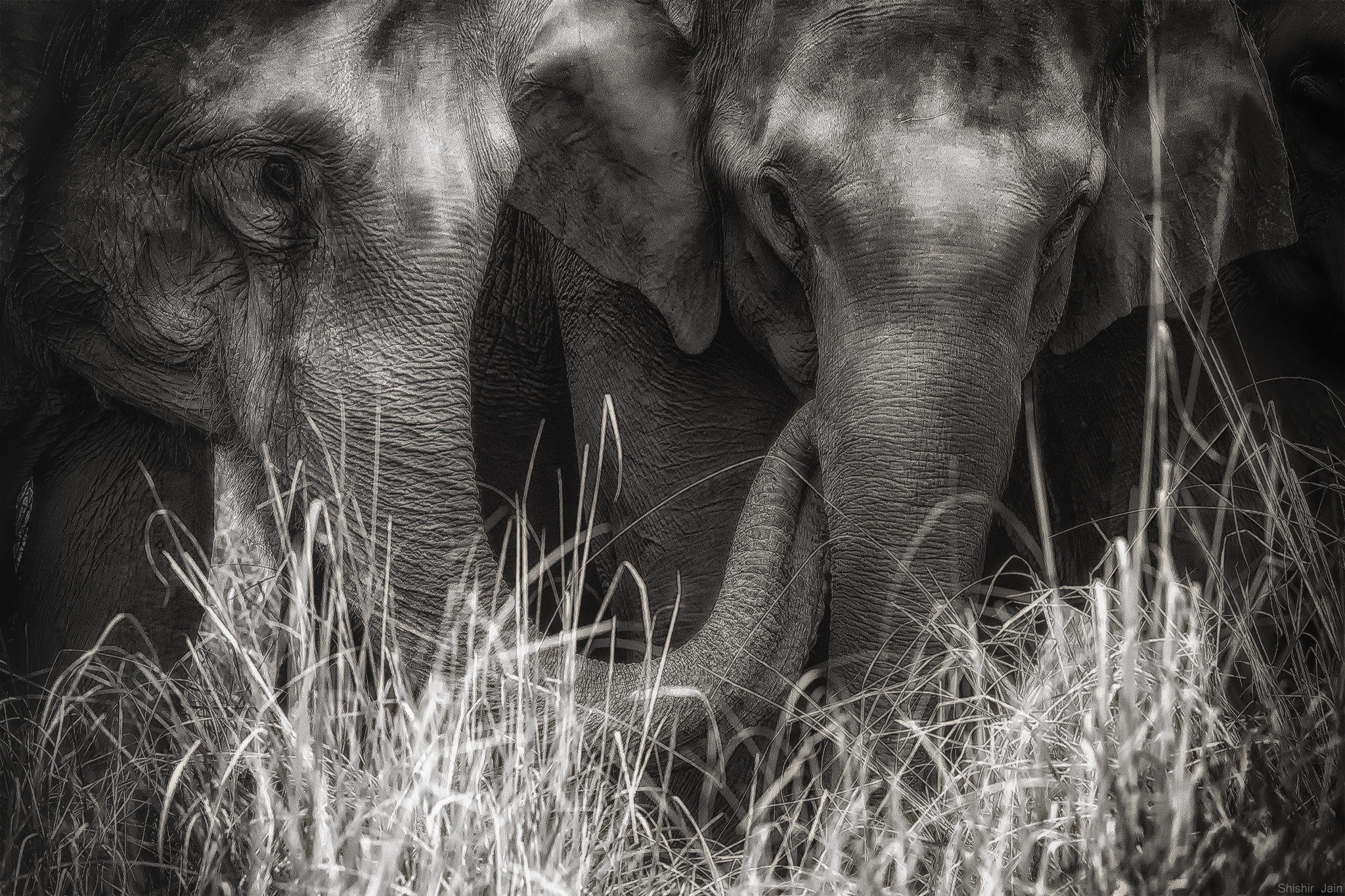 The Embrace - Corbett, India