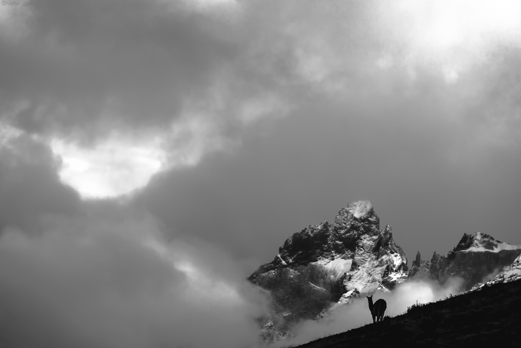 Guanaco - Silhouette - Patagonia, Chile