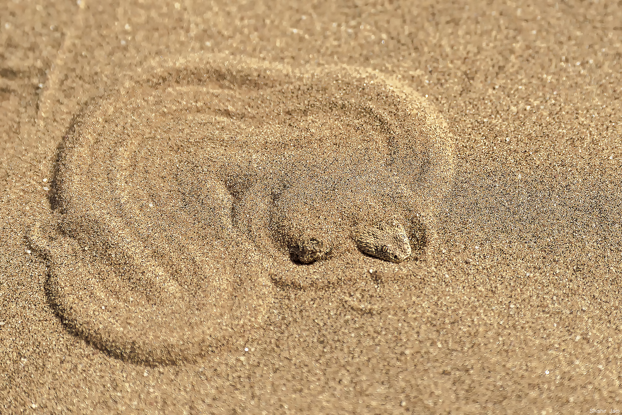 Artistic Ambush - Peringuey's adder, Namibia