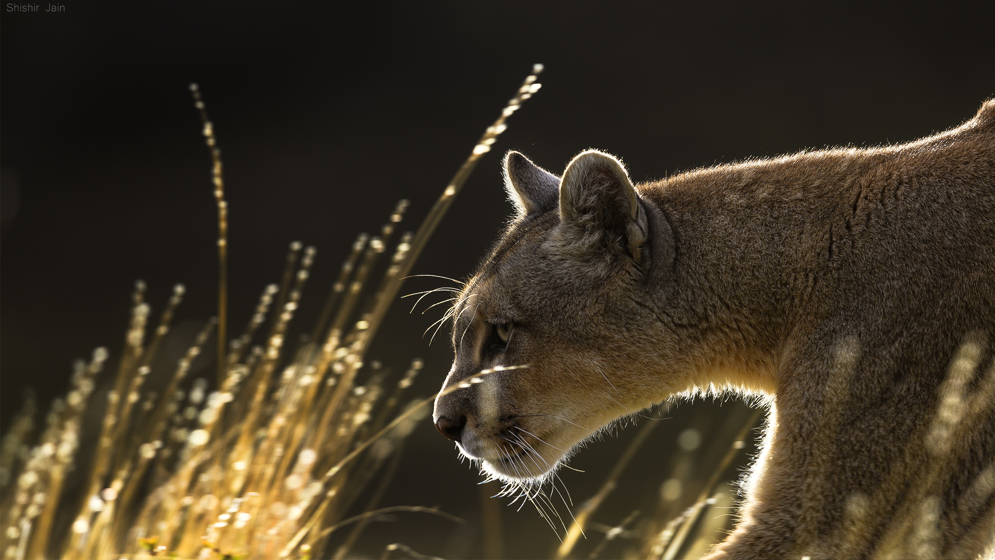 Puma - Patagonia, Chile