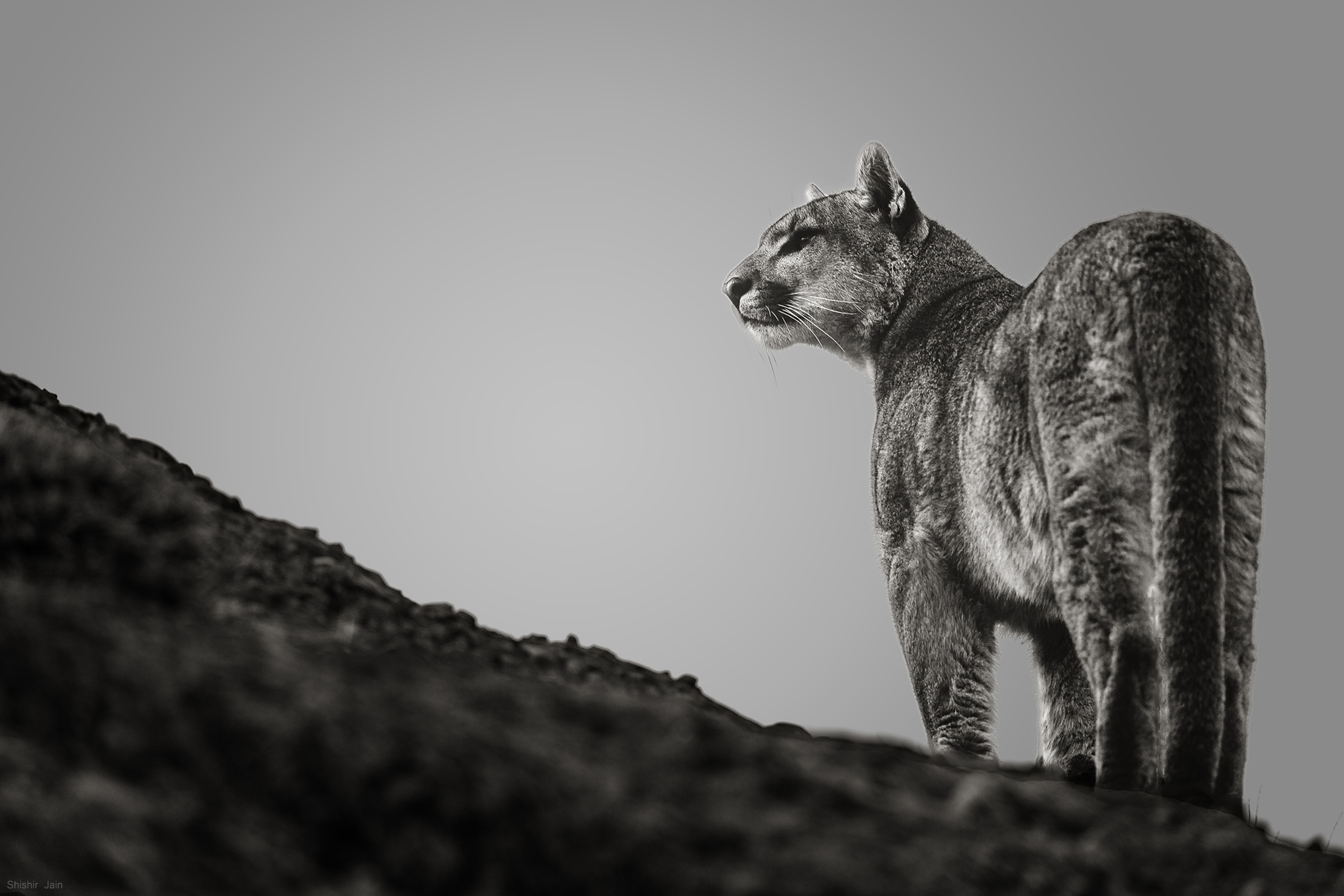 Puma - Patagonia, Chile