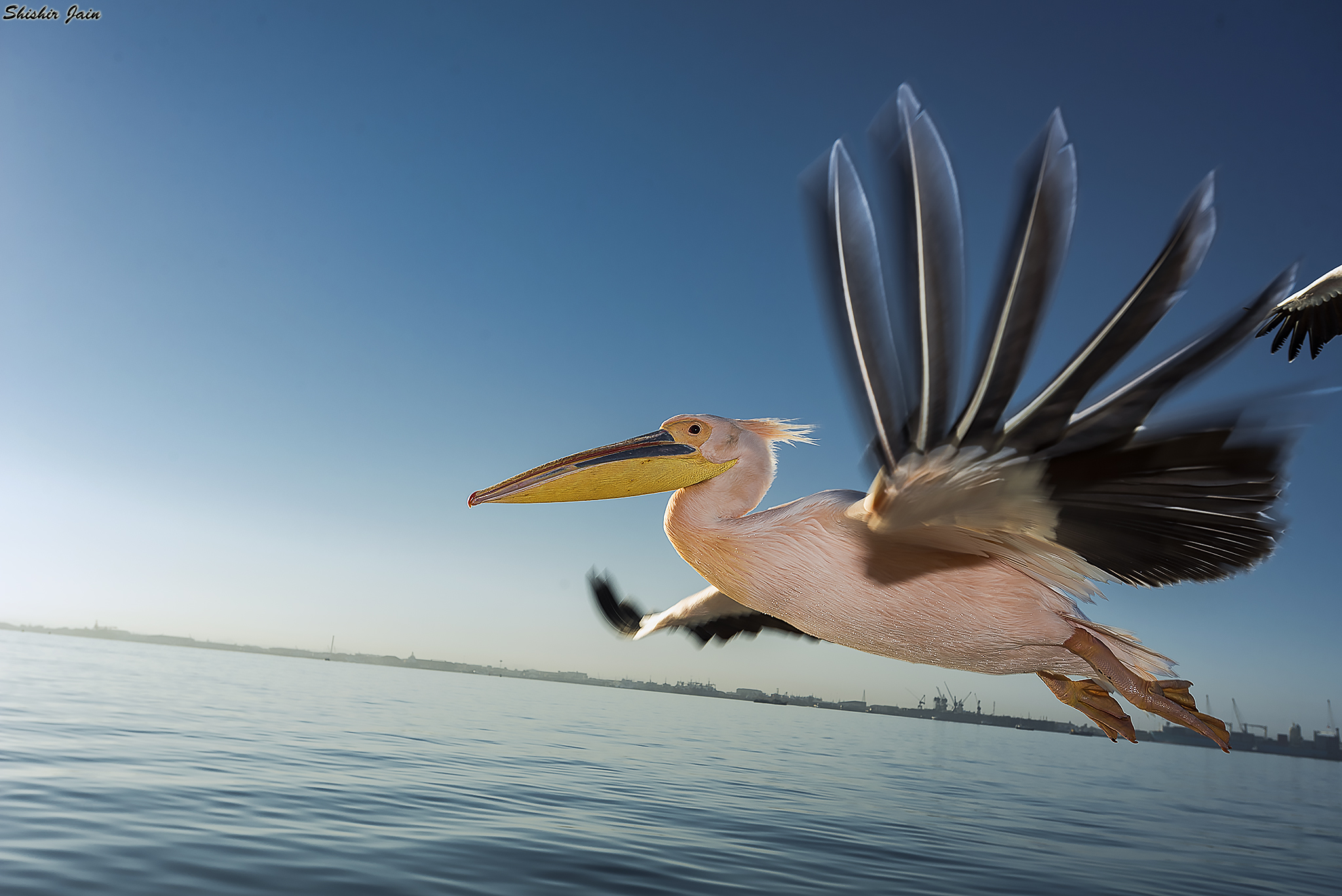 Take Off – Pelican - Namibia