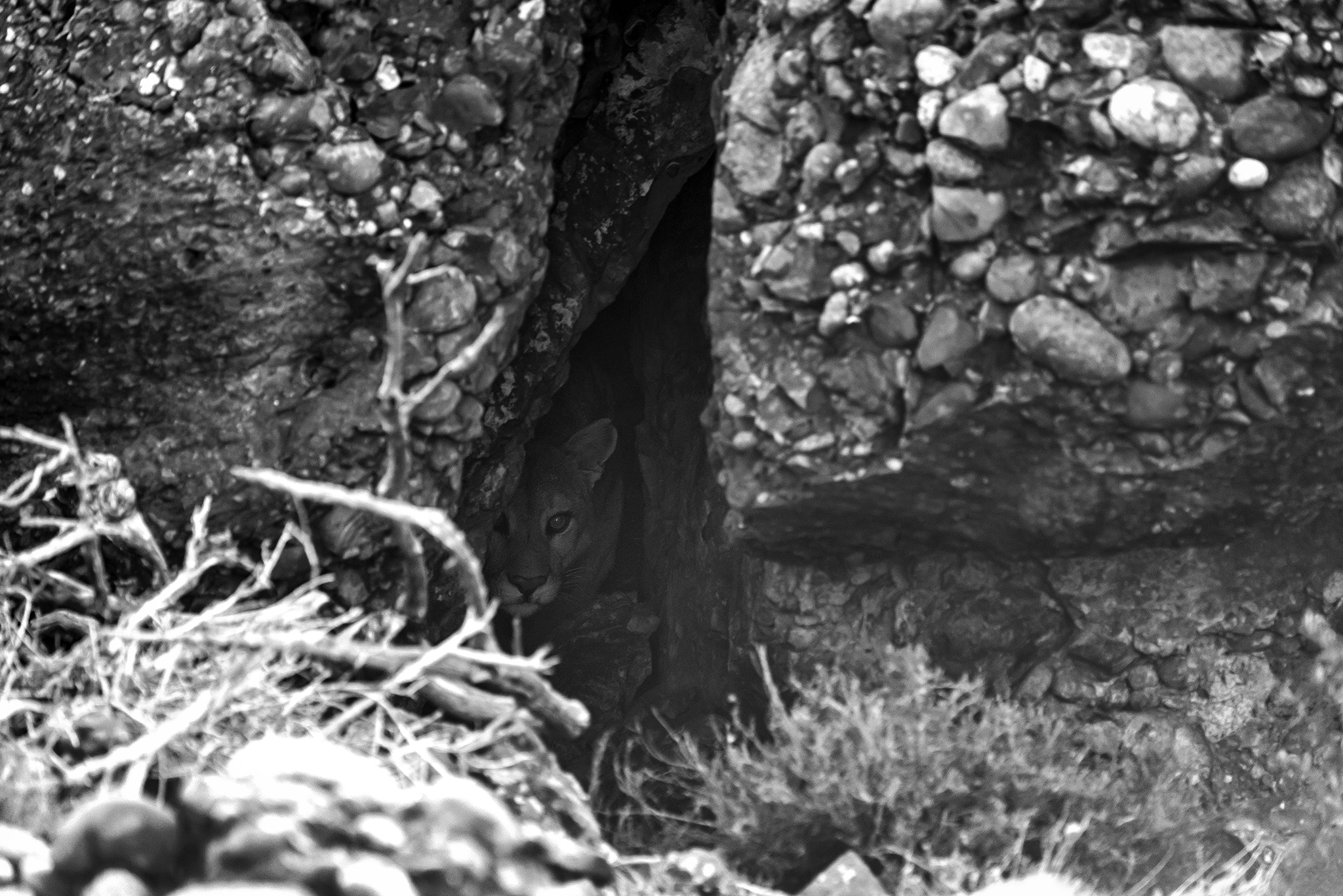 Peeping Puma - Patagonia, Chile