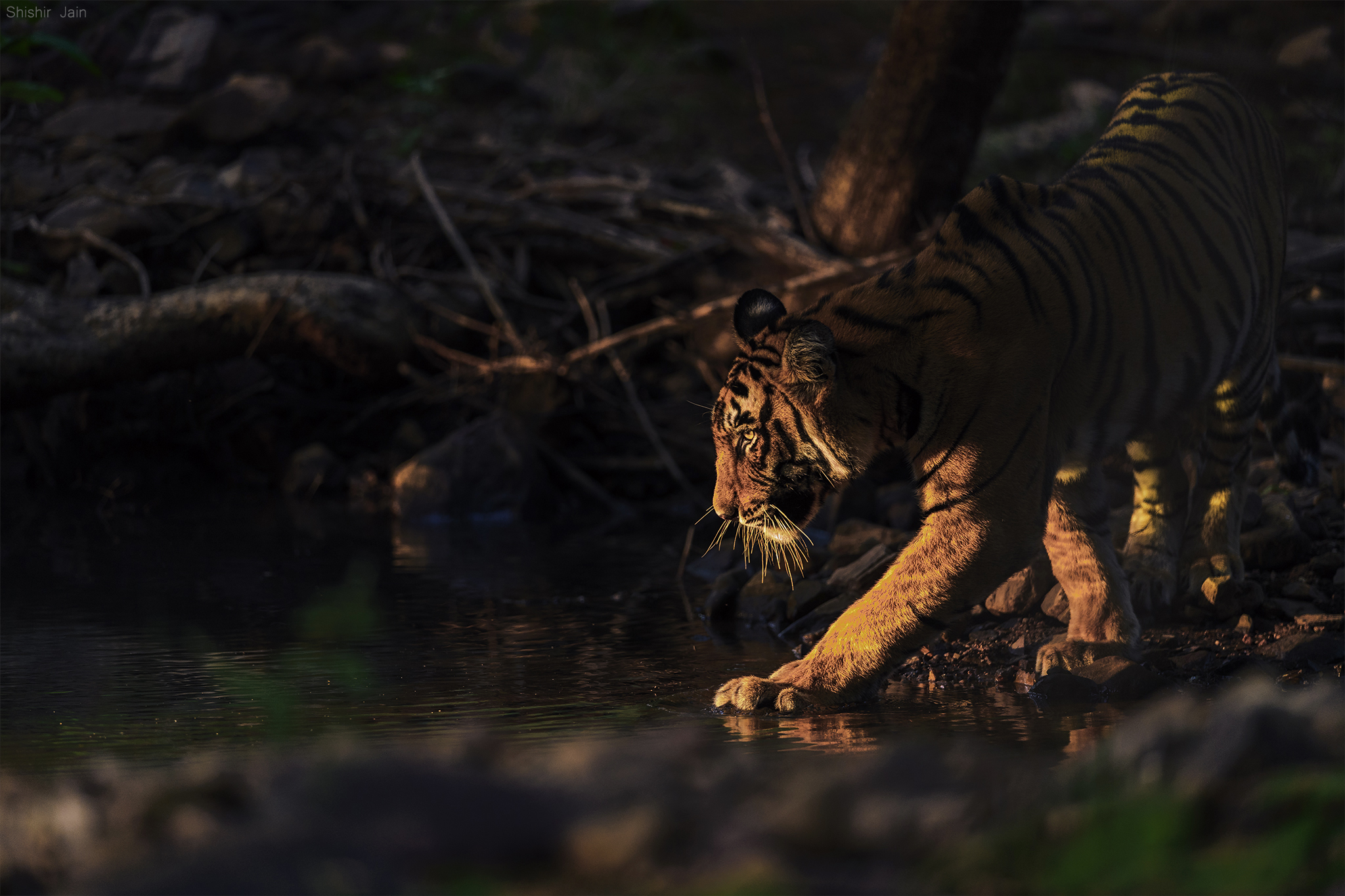 The Play at Dusk - Ranthambore - India