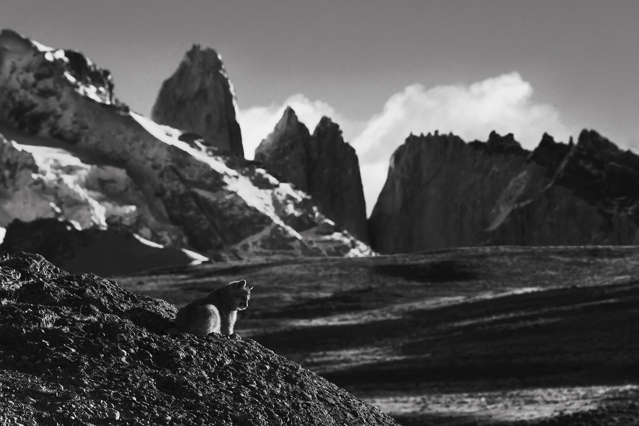 Puma Cub - Patagonia, Chile