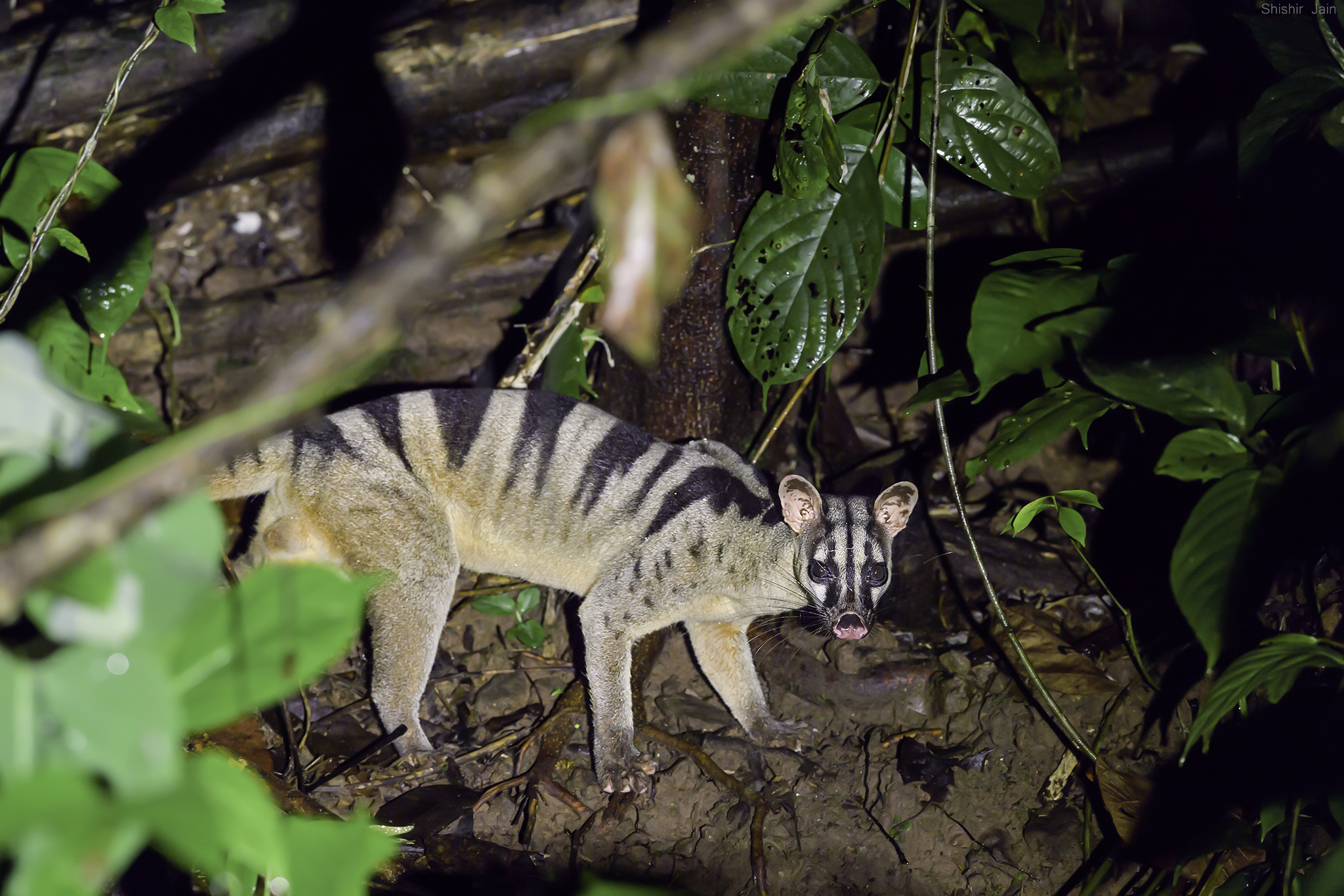 Banded Civet - Borneo