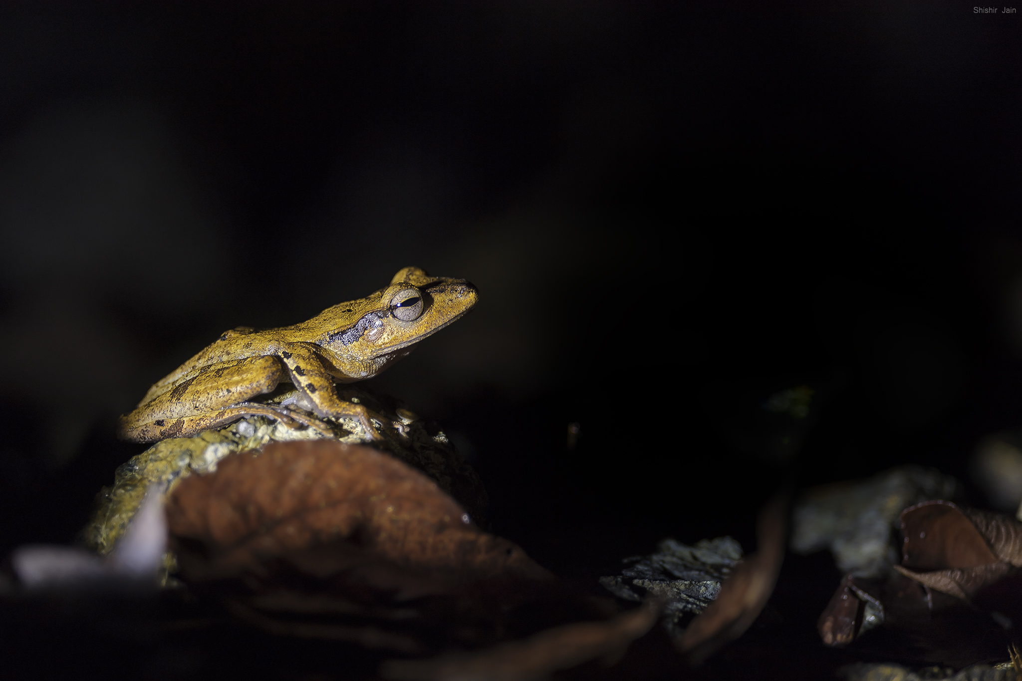 Dark Eared Tree Frog - Borneo