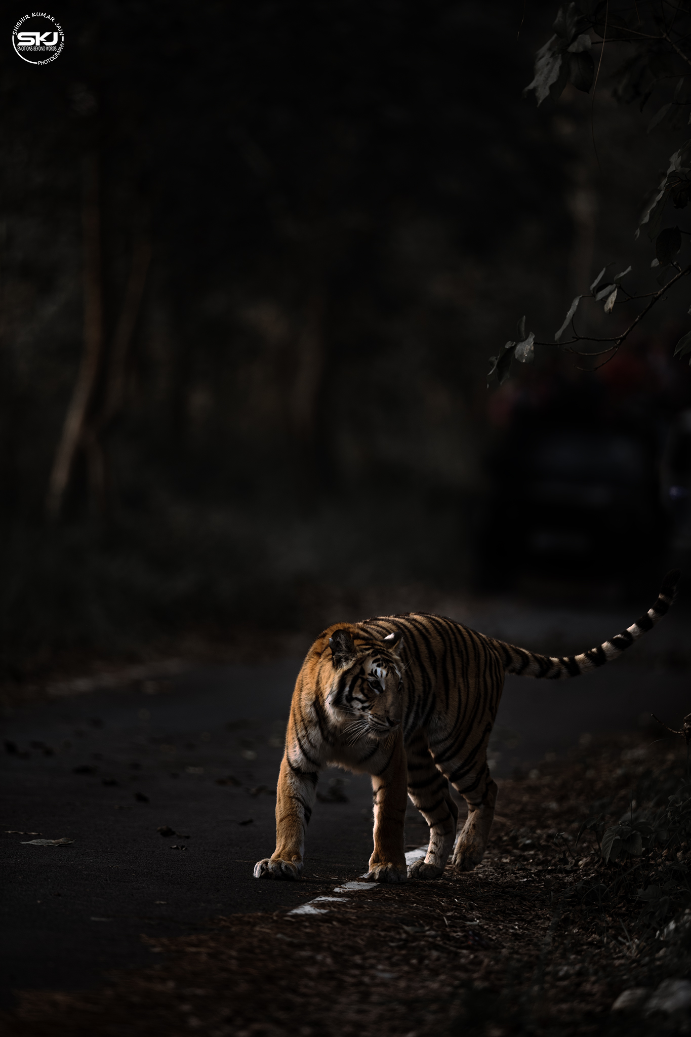 The Glimmering Stripes - Pilibhit, India