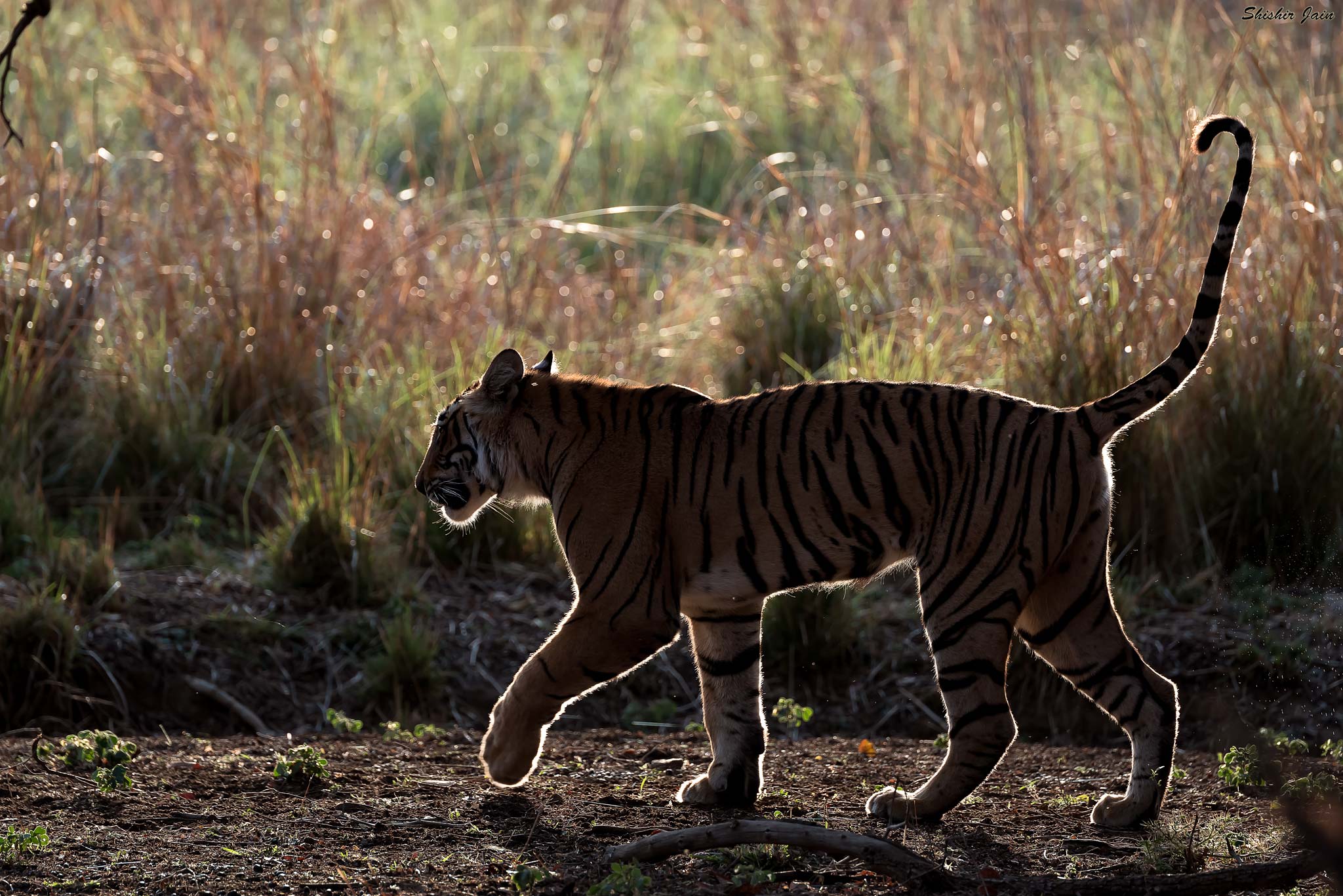 Stripes in Rim, Ranthambore, India