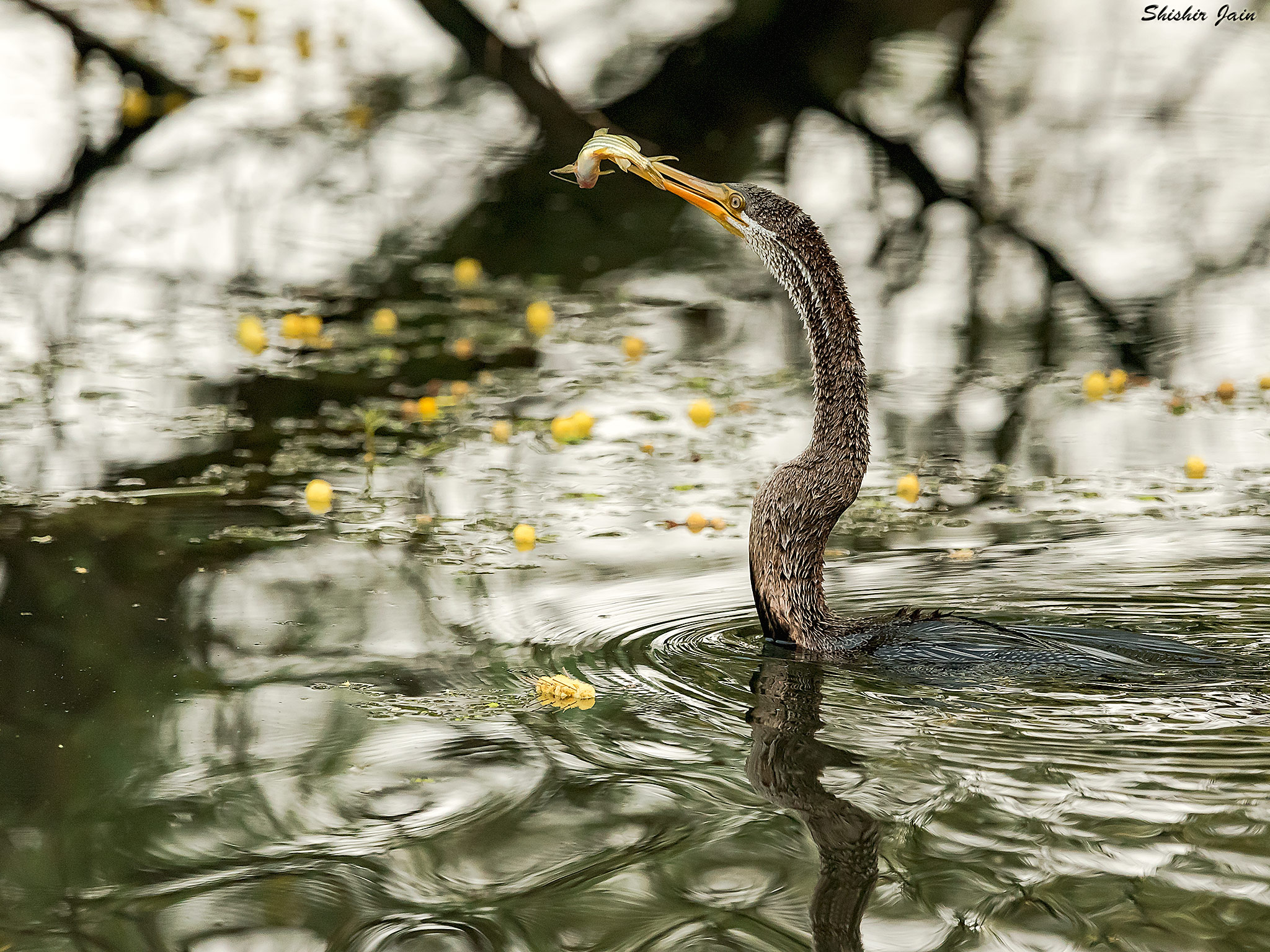 Darter Spearing, Bharatpur, India