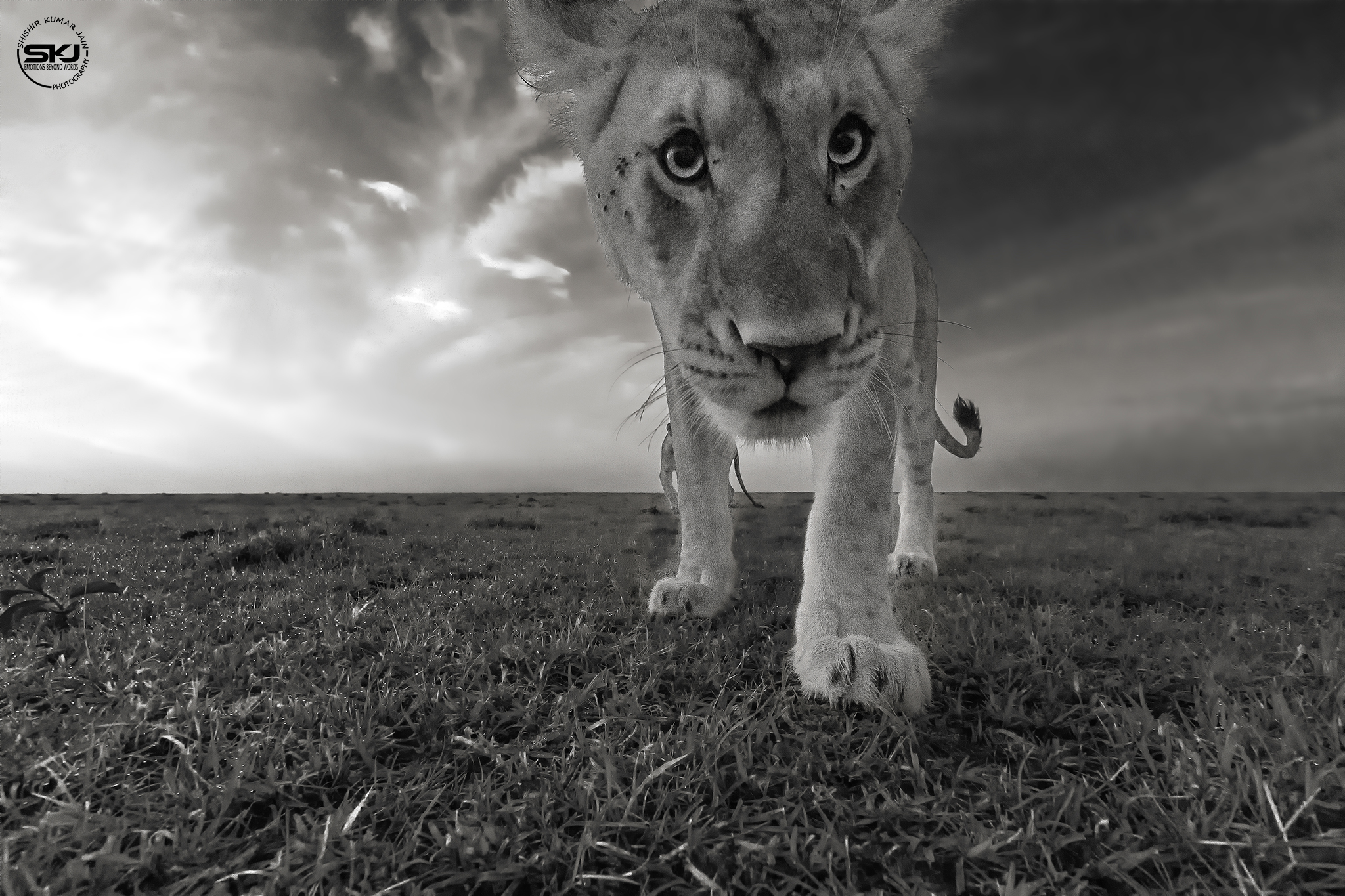 Inquisitive Lion Cub - Kenya