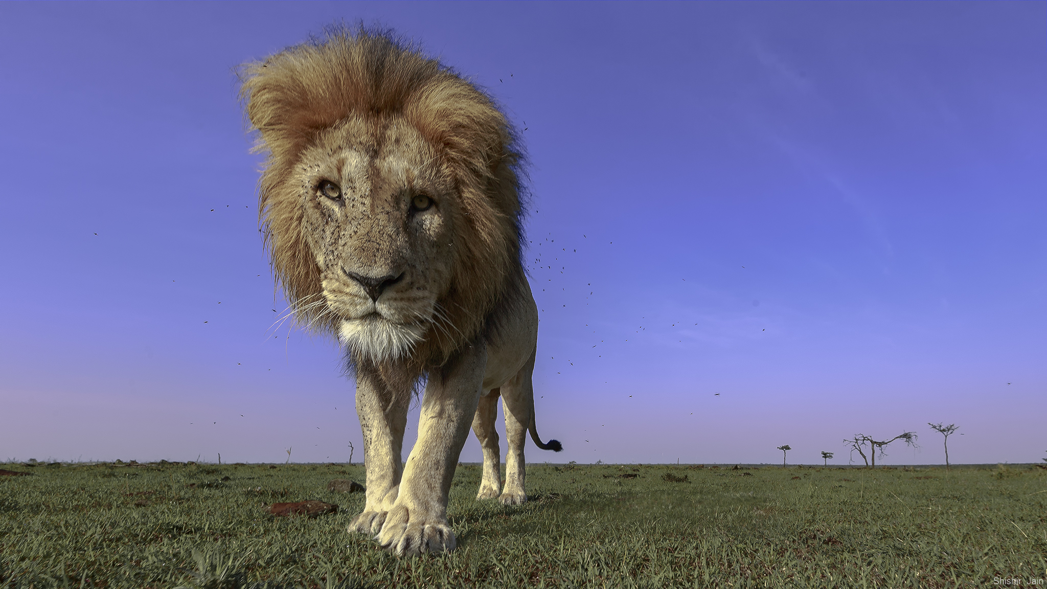 Lion King - Kenya